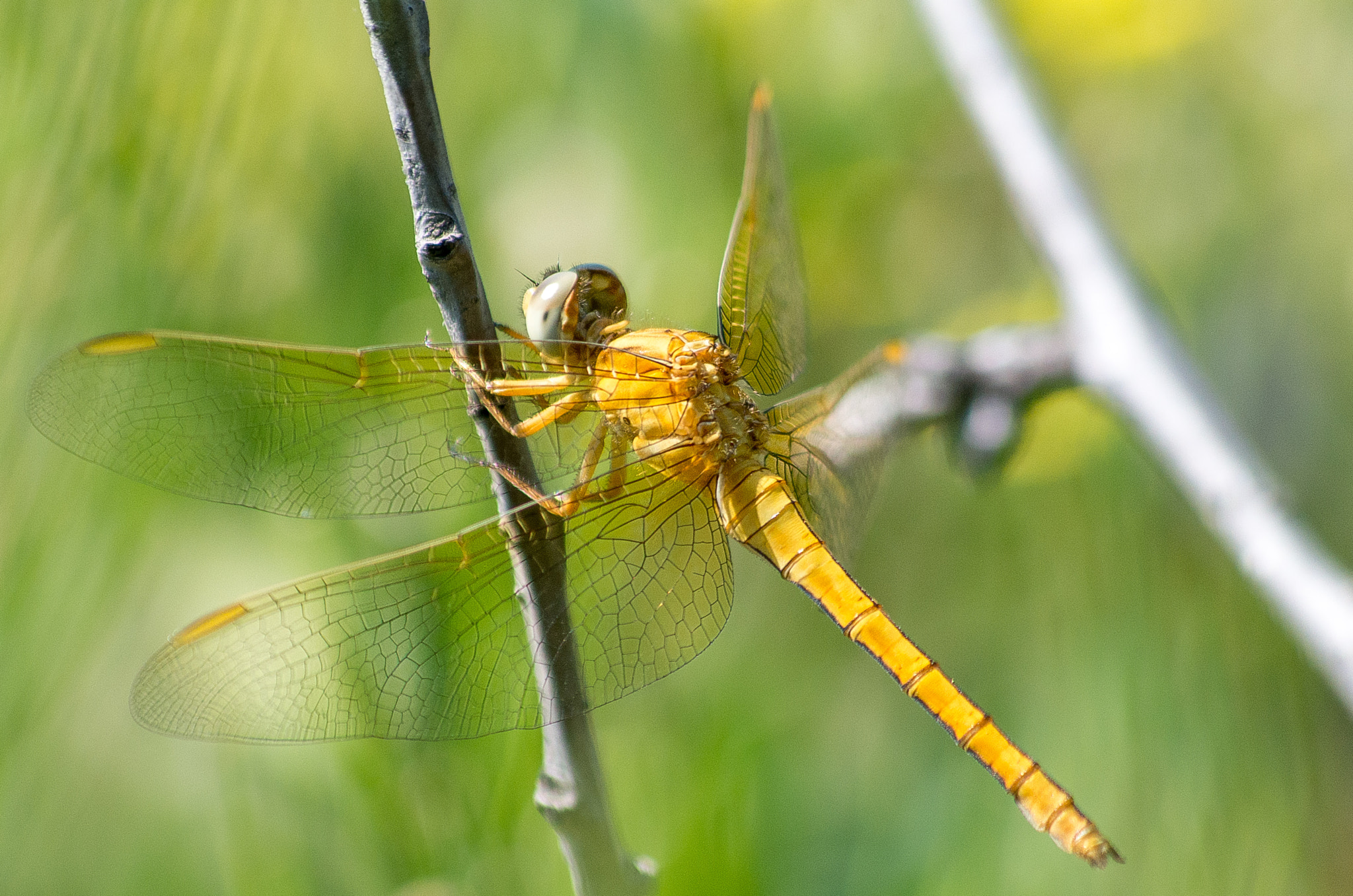 HD Pentax DA 55-300mm F4.0-5.8 ED WR sample photo. Orange dragonfly photography