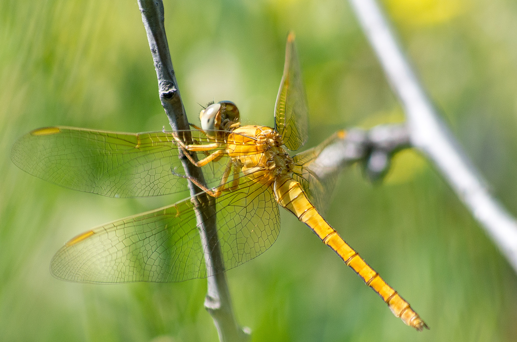 Pentax K-30 + HD Pentax DA 55-300mm F4.0-5.8 ED WR sample photo. Orange dragonfly photography