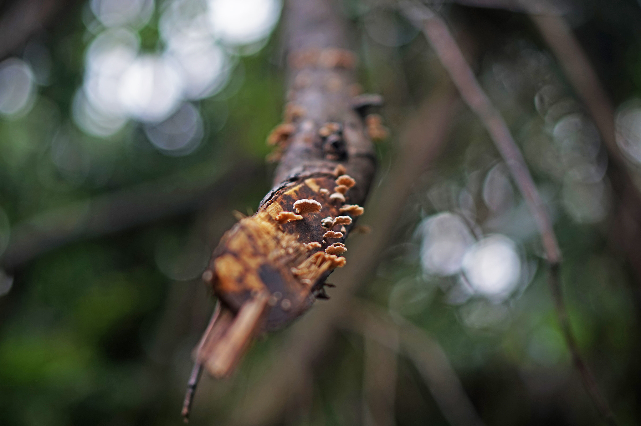 Sony Alpha a5000 (ILCE 5000) + E 50mm F1.8 OSS sample photo. Mushrooms on a cut branch photography