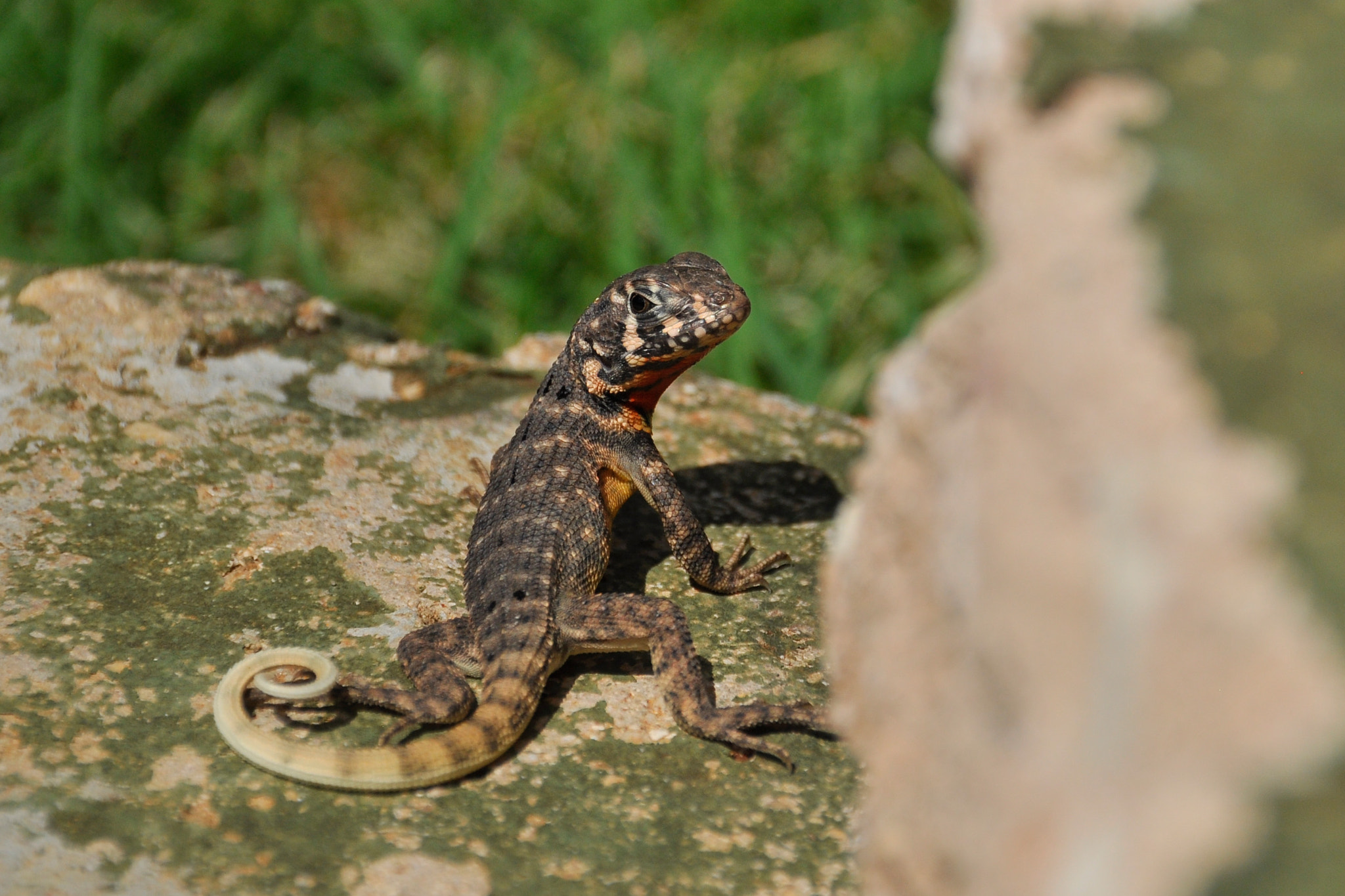Sigma 18-200mm F3.5-6.3 II DC OS HSM sample photo. What?.. photography