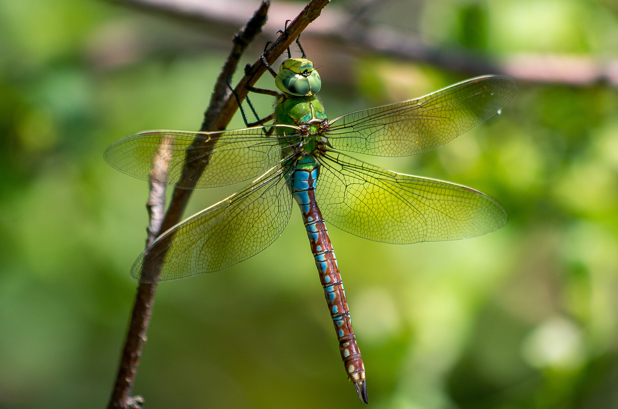 HD Pentax DA 55-300mm F4.0-5.8 ED WR sample photo. The emperor dragonfly // anax imperator photography