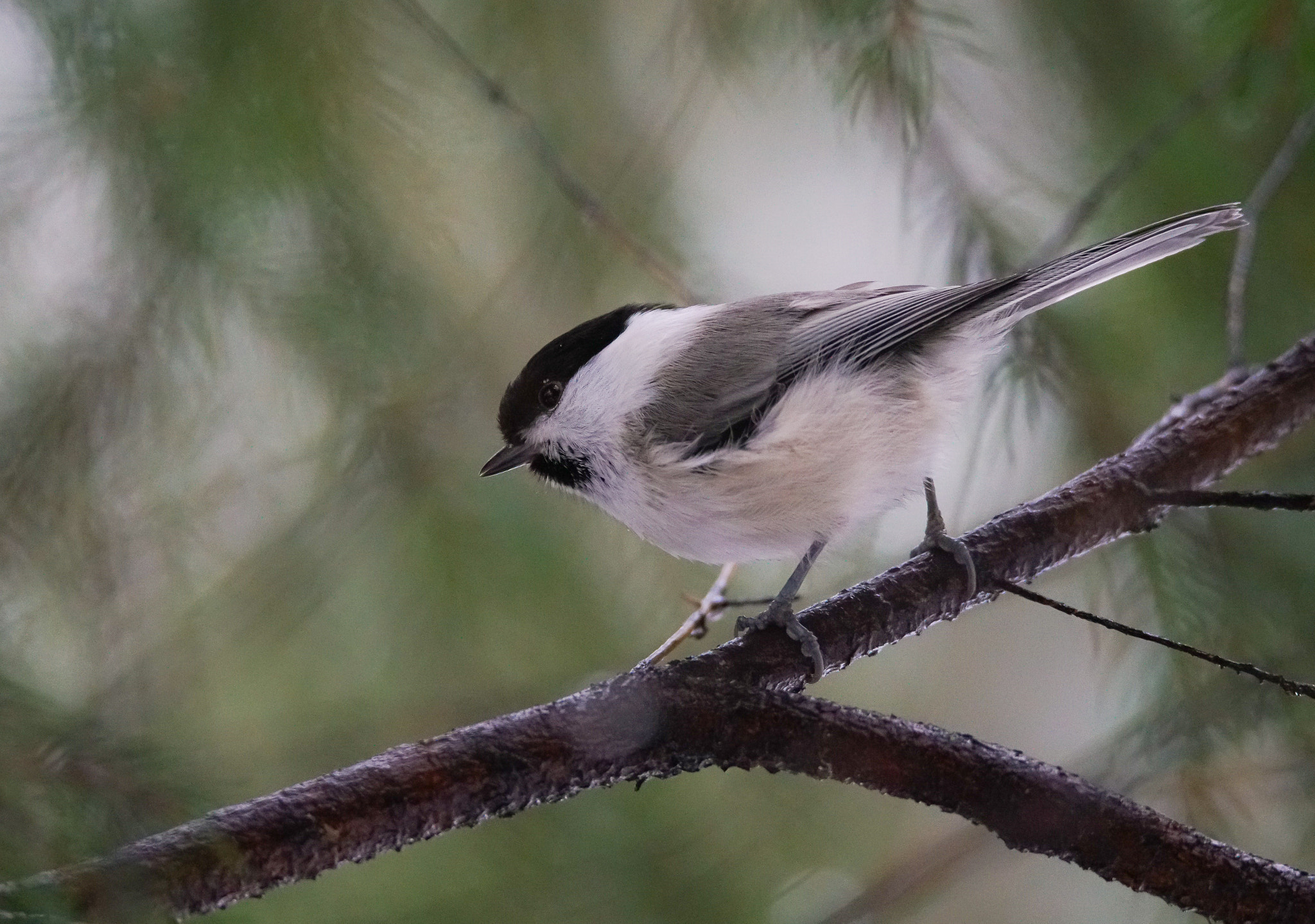 Sony a7R II + Tamron SP 150-600mm F5-6.3 Di VC USD sample photo. Willow tit photography