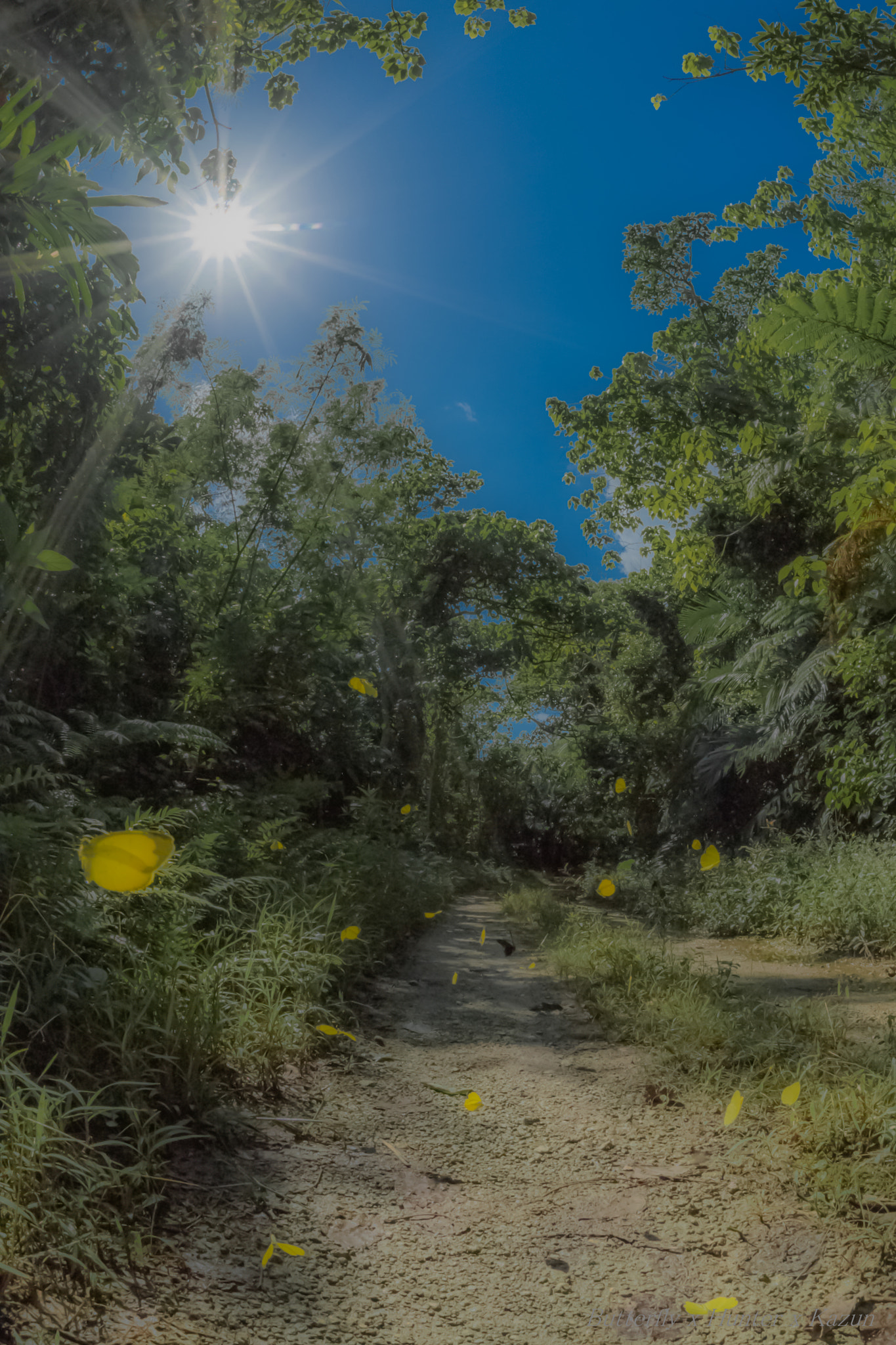 Nikon D5 + Sigma 15mm F2.8 EX DG Diagonal Fisheye sample photo. Yellow butterfly load! photography