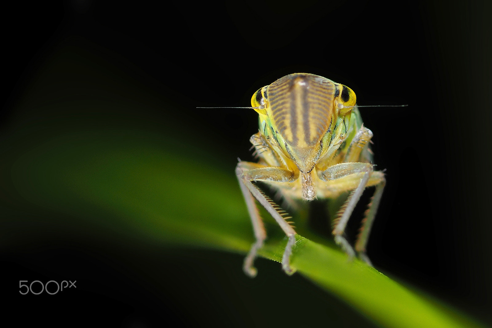 Olympus OM-D E-M1 + OLYMPUS 50mm Lens sample photo. Cicadella viridis - green leafhopper photography