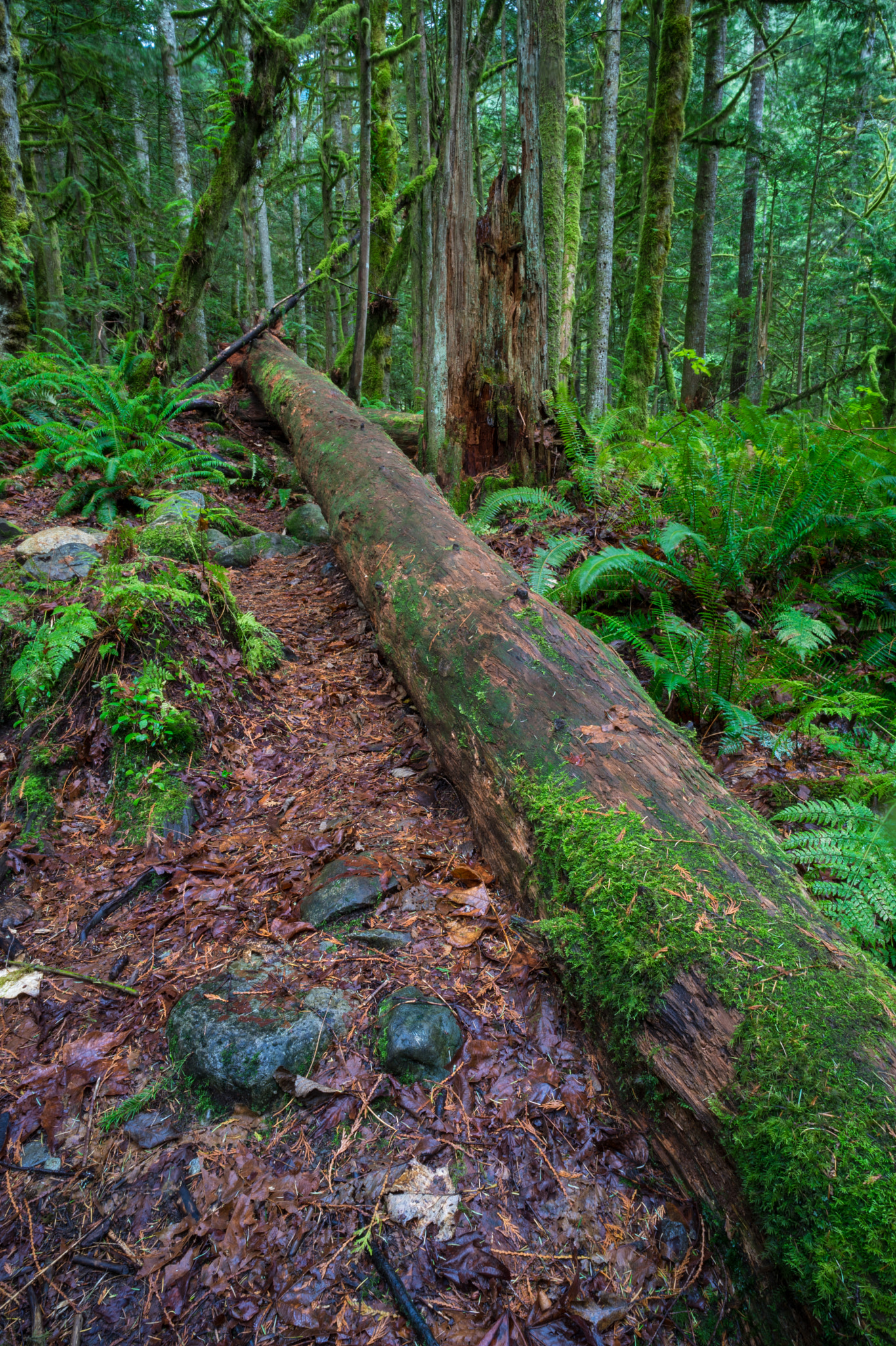 E 21mm F2.8 sample photo. Forest photography