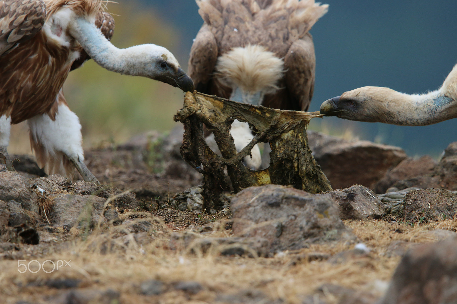 Canon EF 400mm F2.8L IS II USM sample photo. Wildlife photography