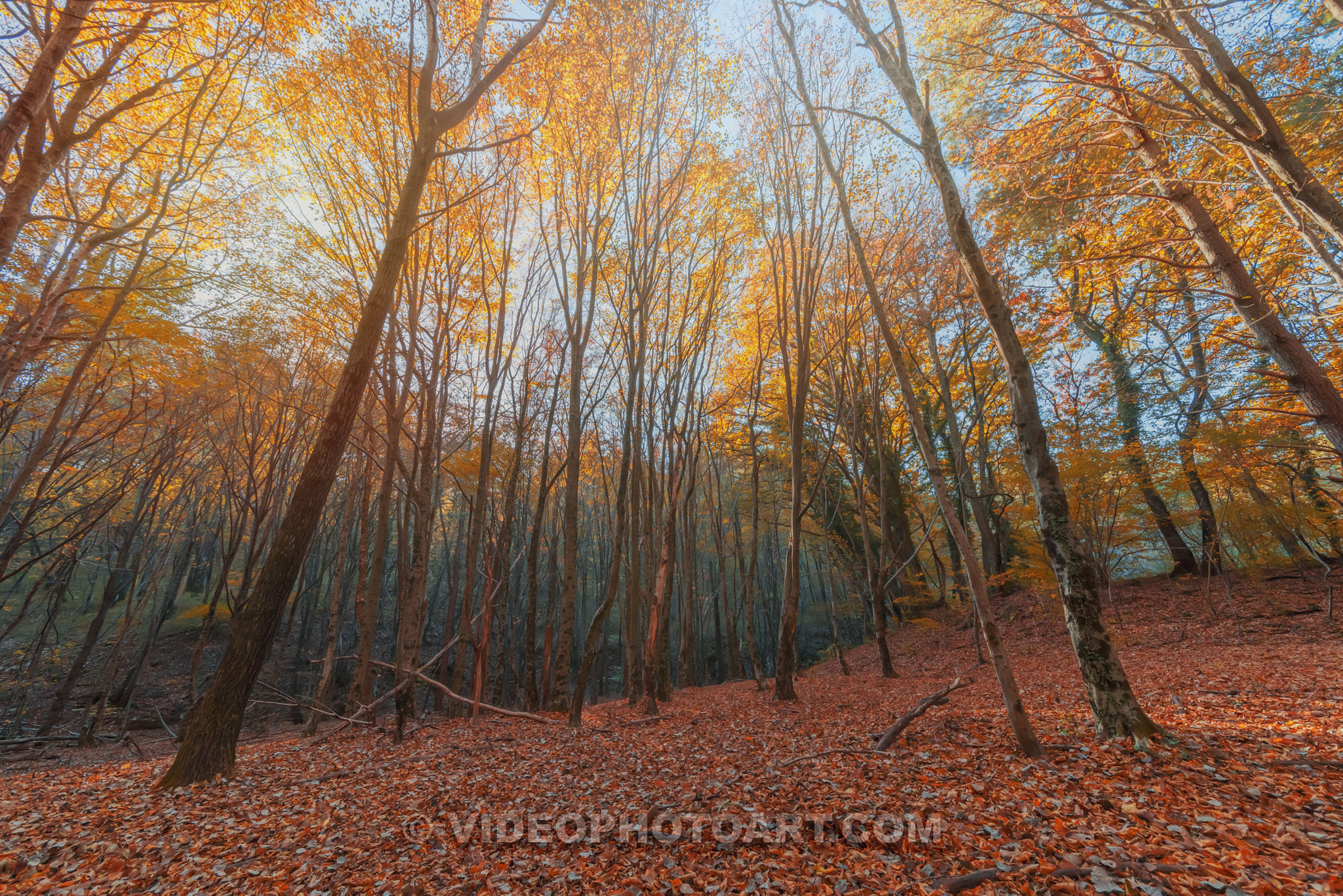 Sigma 12-24mm F4.5-5.6 II DG HSM sample photo. One autumnal face photography