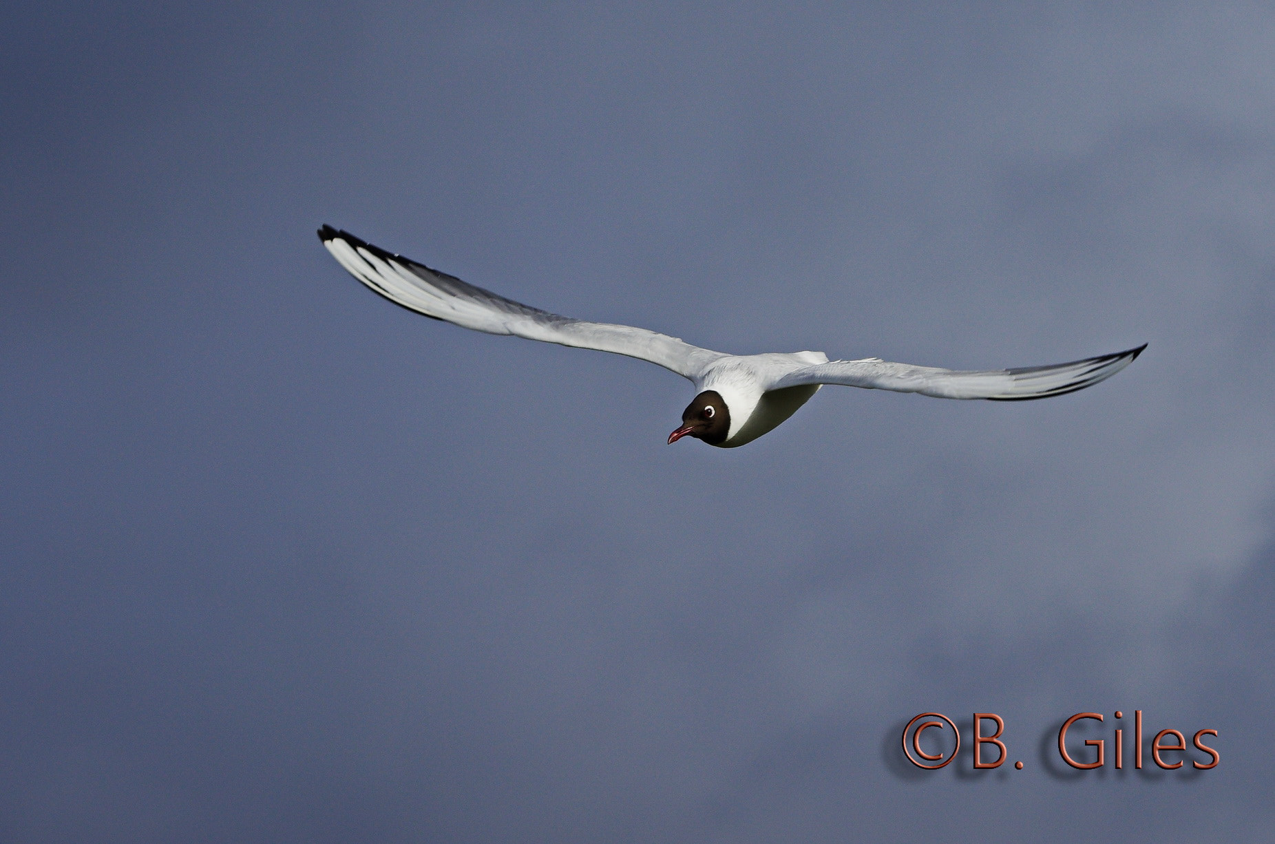 Pentax K-5 IIs sample photo. Black headed gull photography