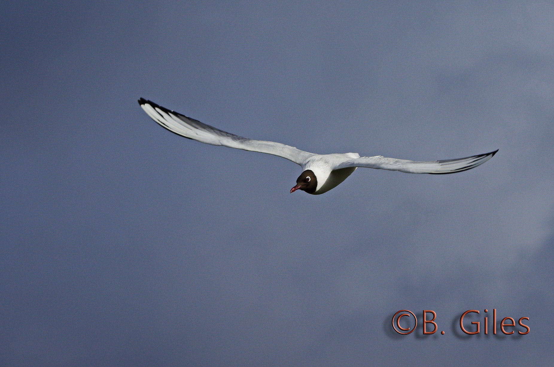 Pentax smc DA* 60-250mm F4.0 ED (IF) SDM sample photo. Black headed gull photography