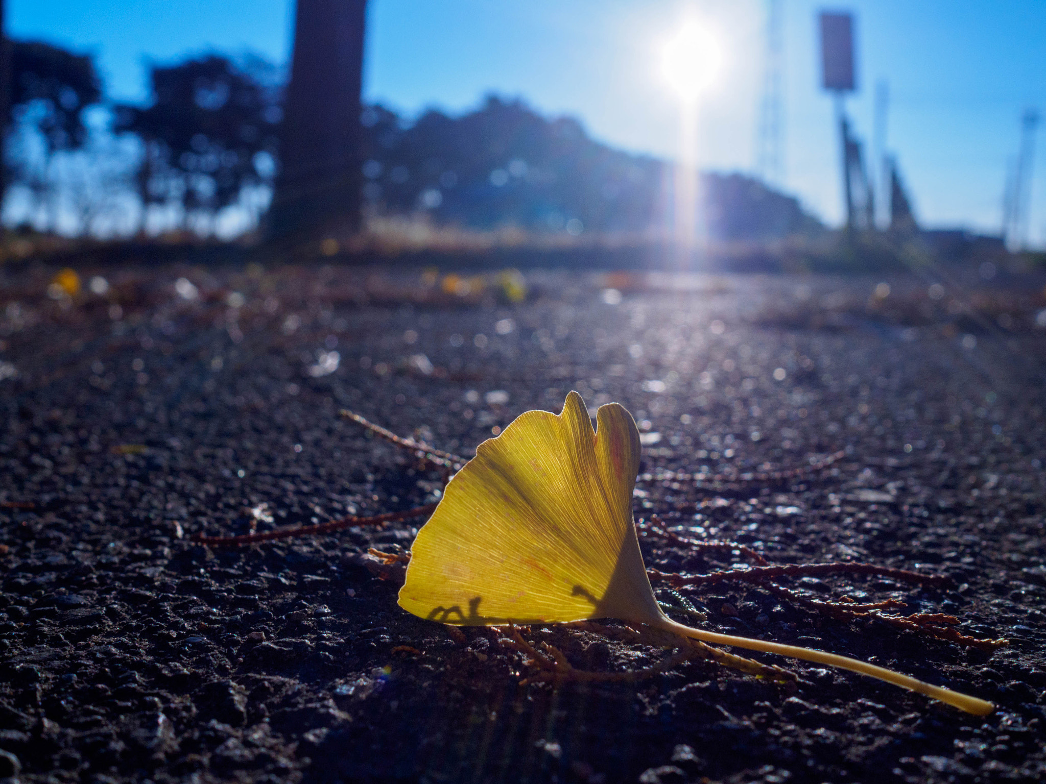 Olympus OM-D E-M10 + Olympus M.Zuiko Digital 17mm F1.8 sample photo. Yellow photography