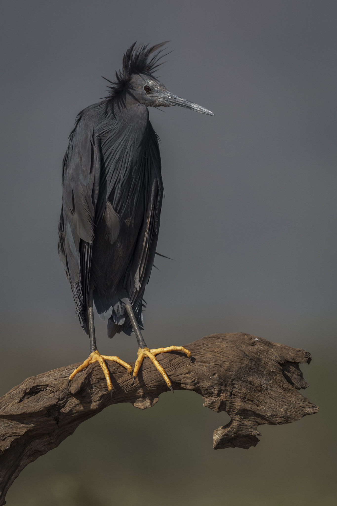 Canon EOS 5D Mark IV + Canon EF 500mm F4L IS II USM sample photo. Black heron in the wind photography