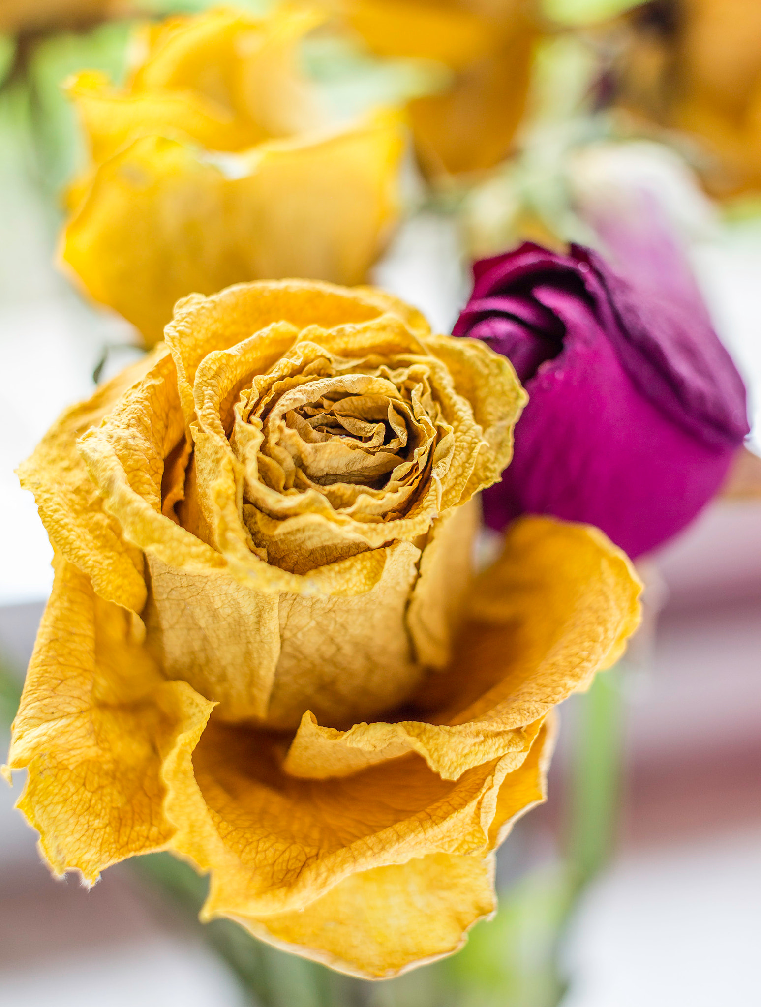 Canon EF-S 24mm F2.8 STM sample photo. Rose sèche photography