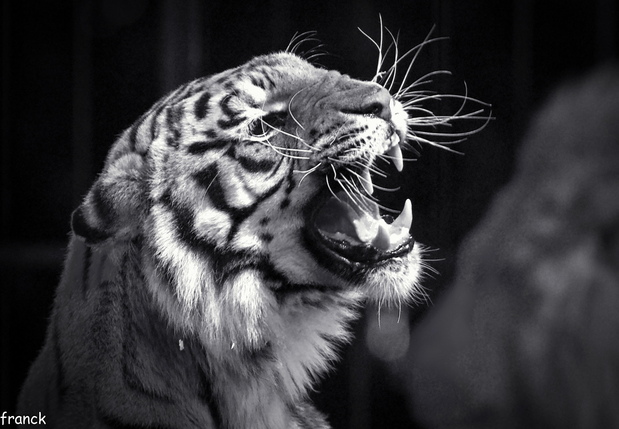 Pentax K-5 sample photo. Un petit minou.... photography