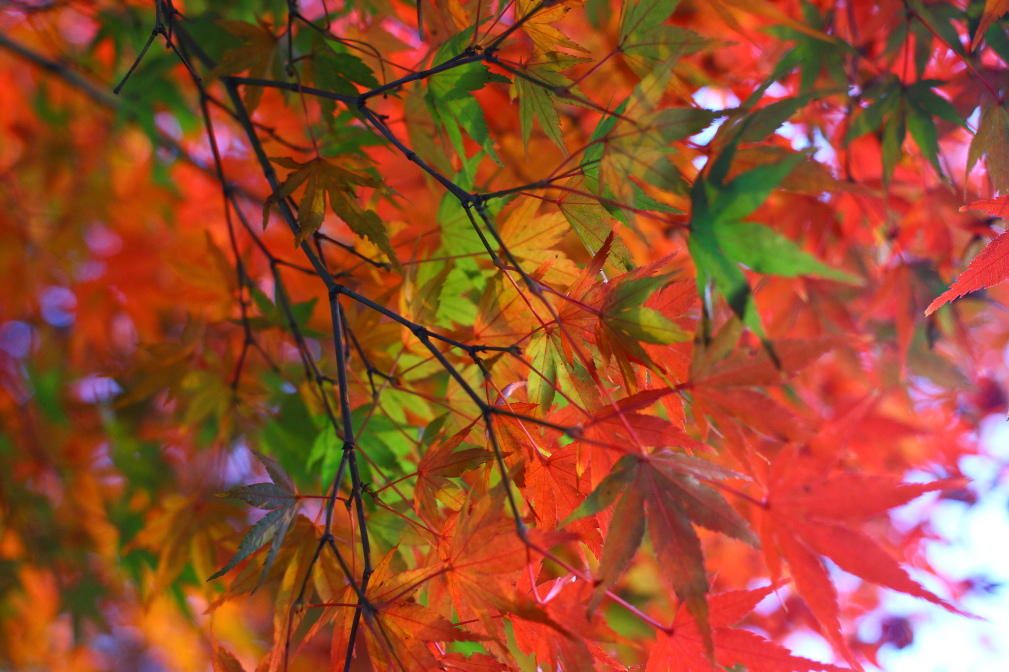 Canon EOS 650D (EOS Rebel T4i / EOS Kiss X6i) sample photo. Spray photography