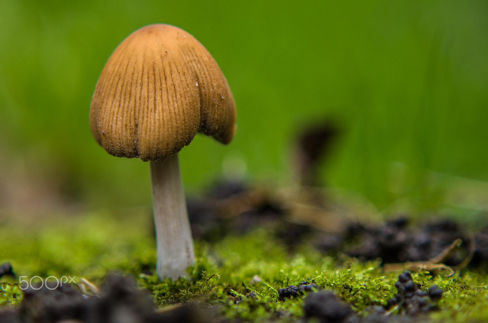 Pentax K-50 + Tamron AF 70-300mm F4-5.6 Di LD Macro sample photo. A single mushroom photography