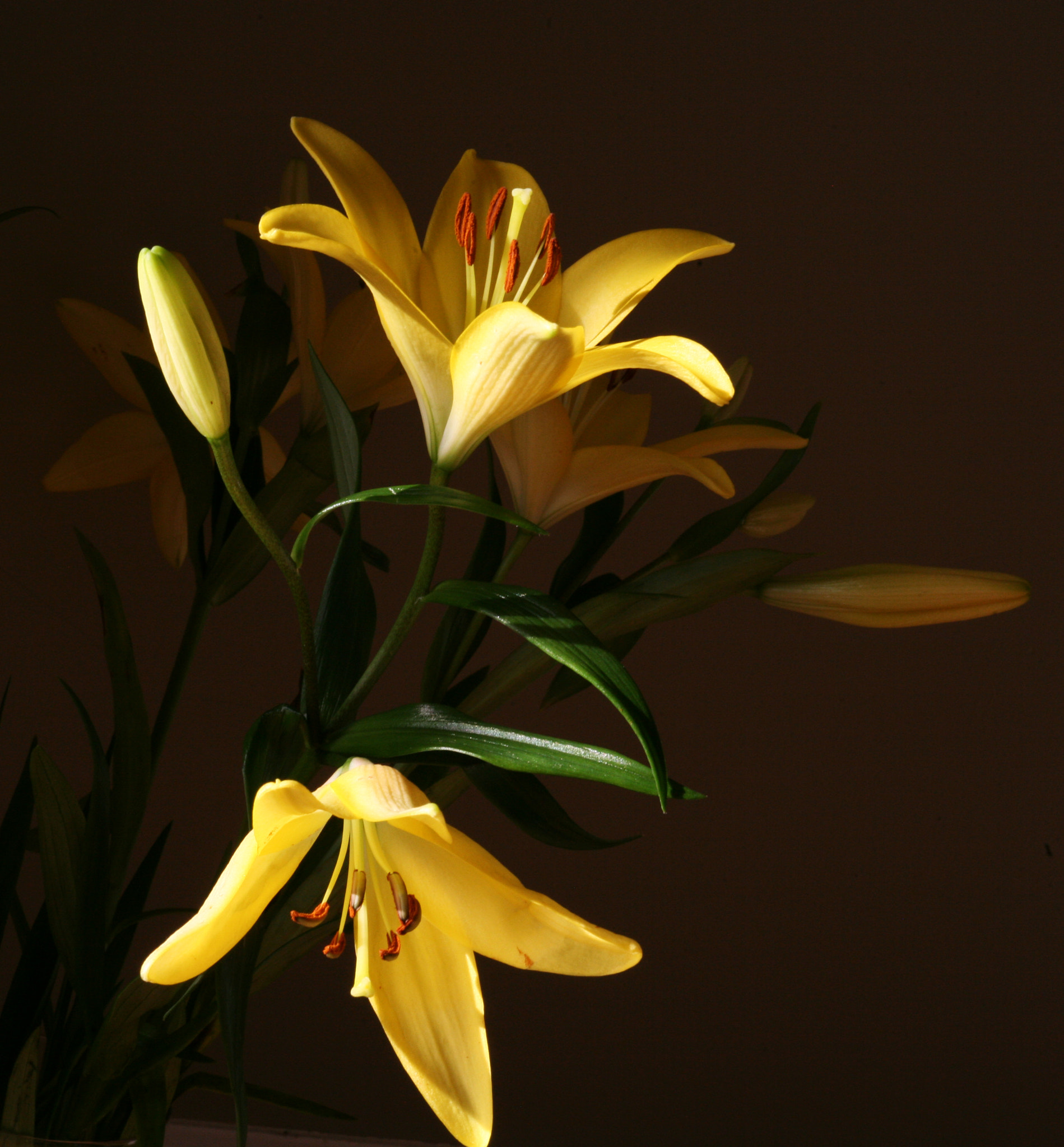 Canon EOS 5D sample photo. Golden lily photography