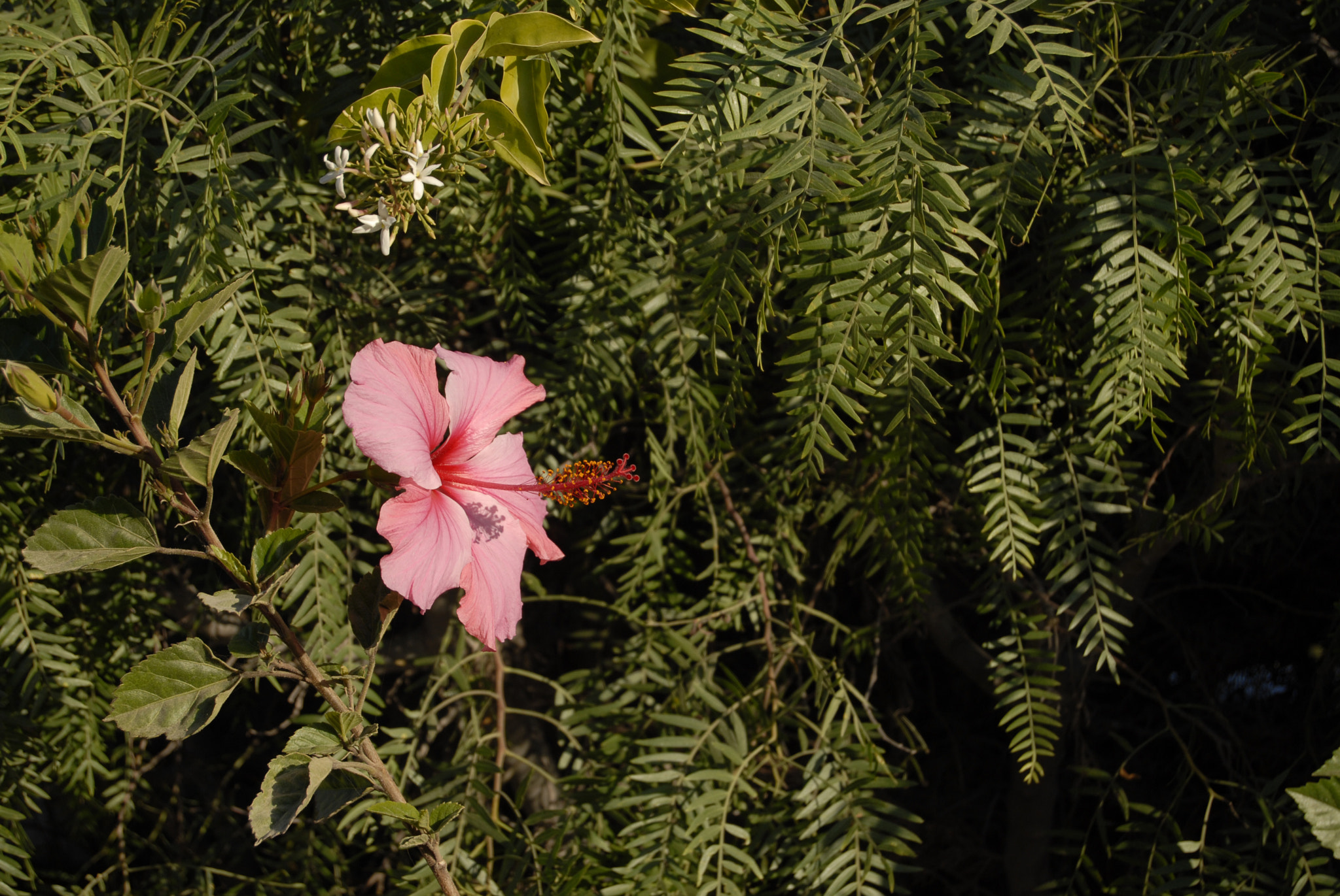Nikon D200 sample photo. Primavera photography