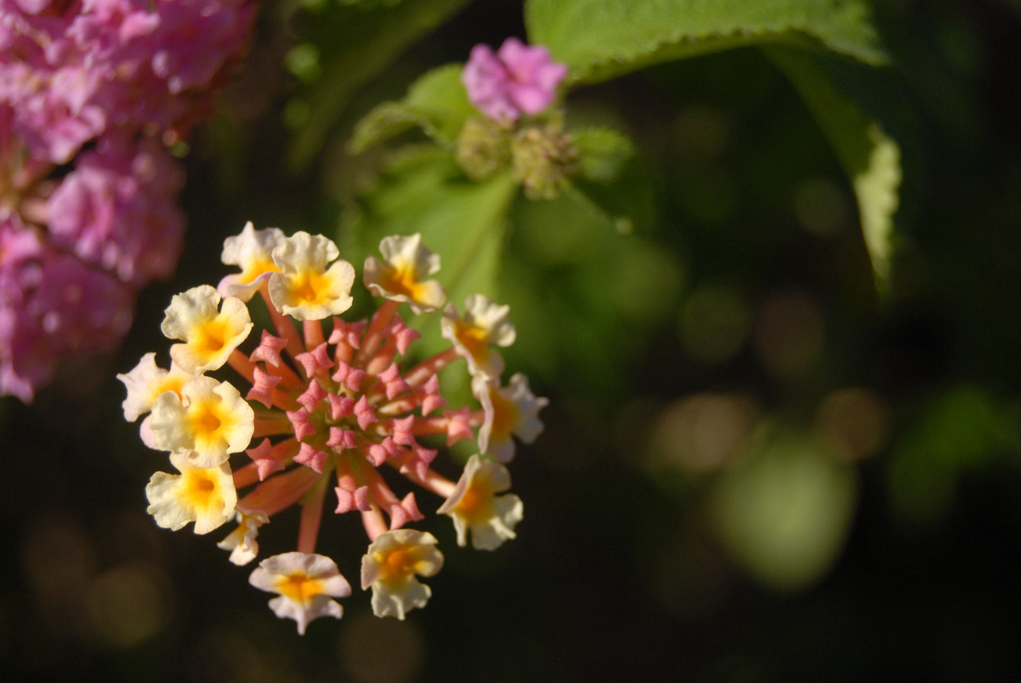 Nikon D200 sample photo. Florecimiento photography