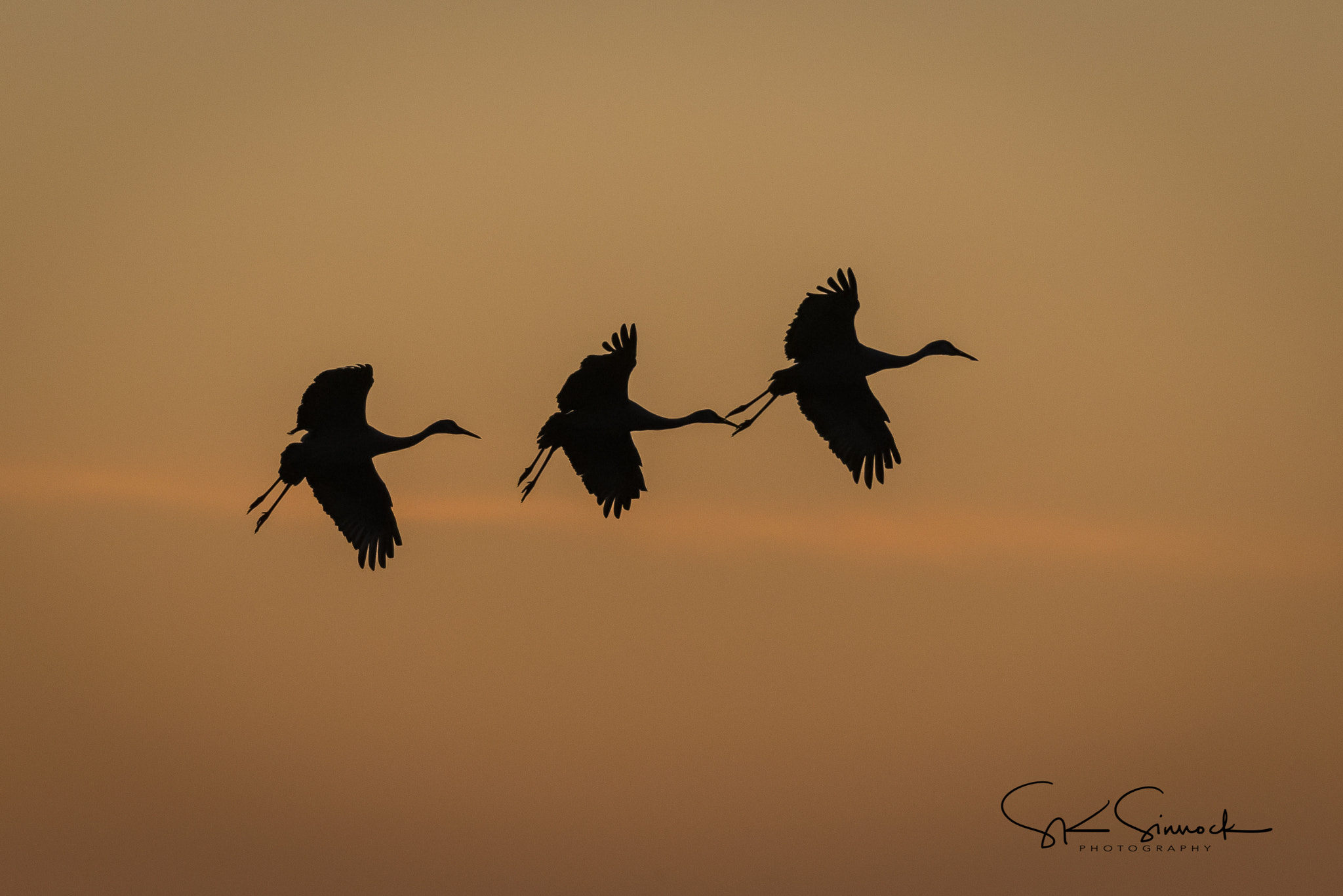 Nikon D800 sample photo. Sandhill crane silhouette photography
