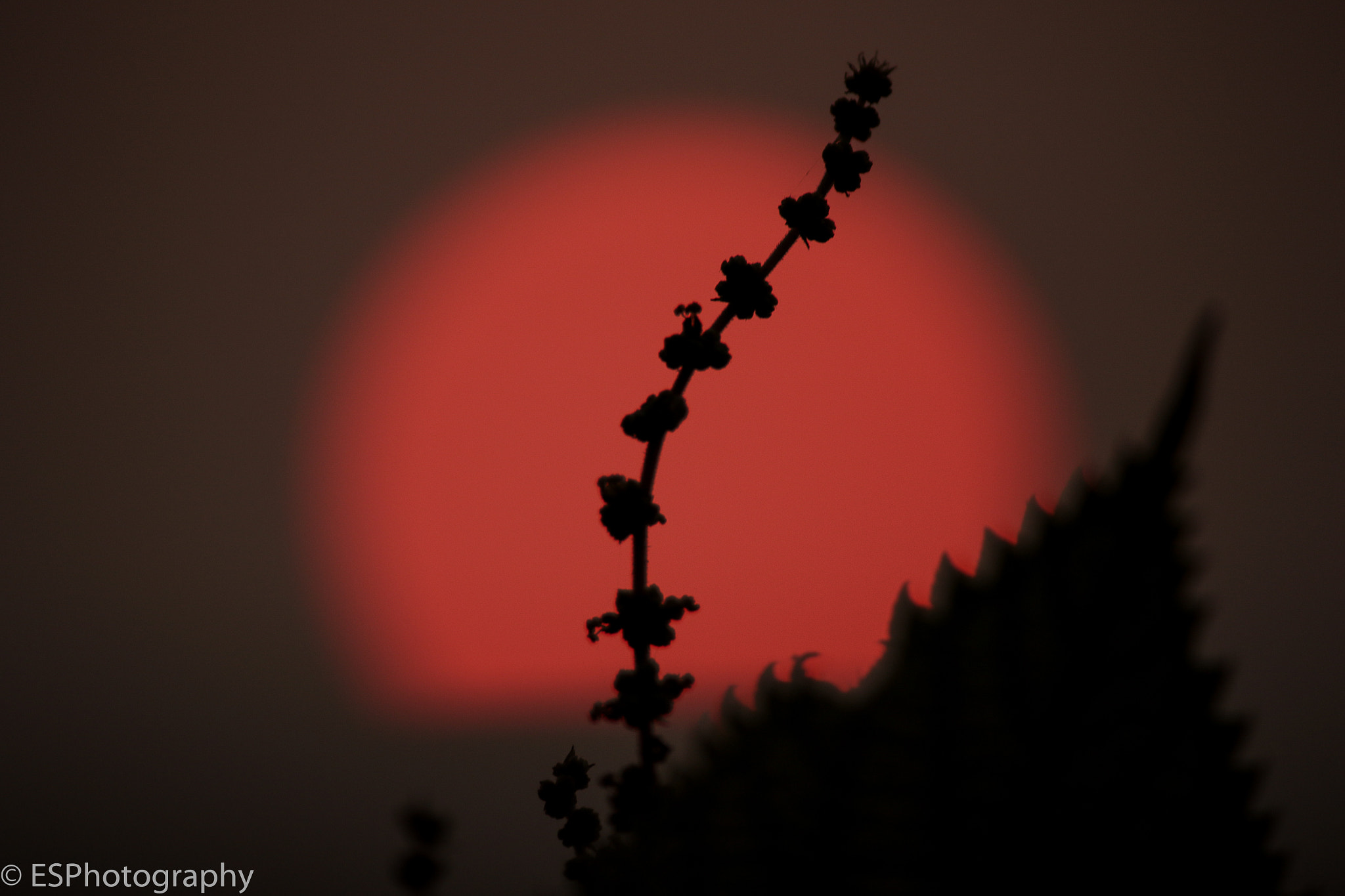 Canon EF-S 55-250mm F4-5.6 IS II sample photo. Sunset photography