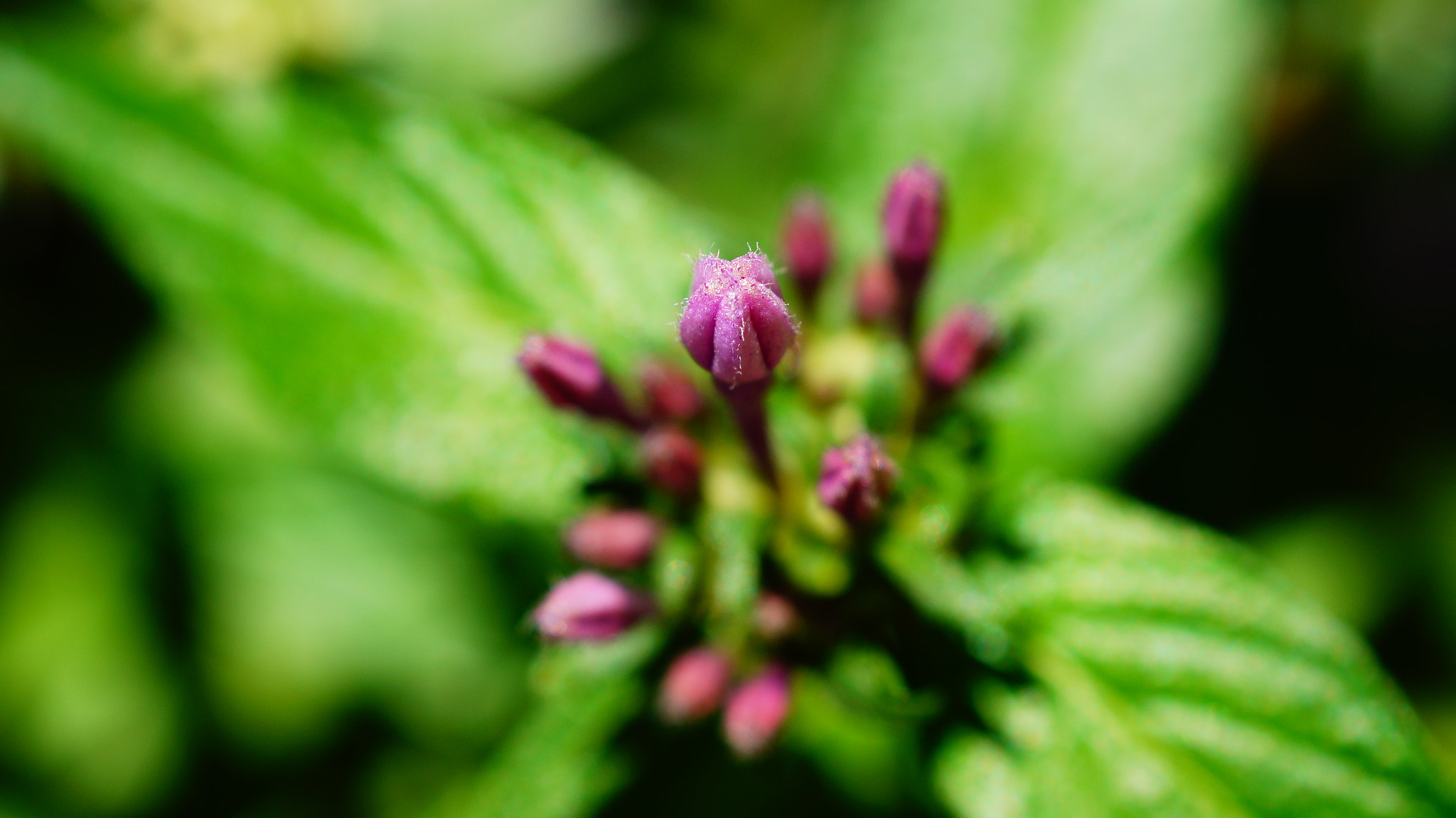 Sony SLT-A58 + Sony DT 30mm F2.8 Macro SAM sample photo