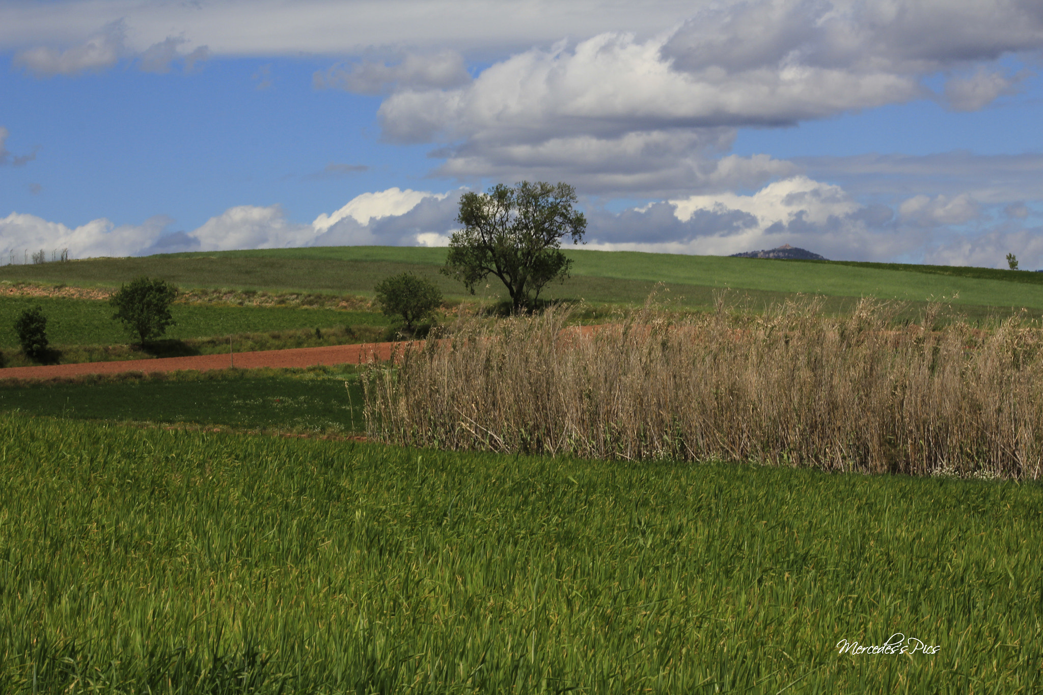 Canon EF 75-300mm f/4-5.6 USM sample photo. Mg photography