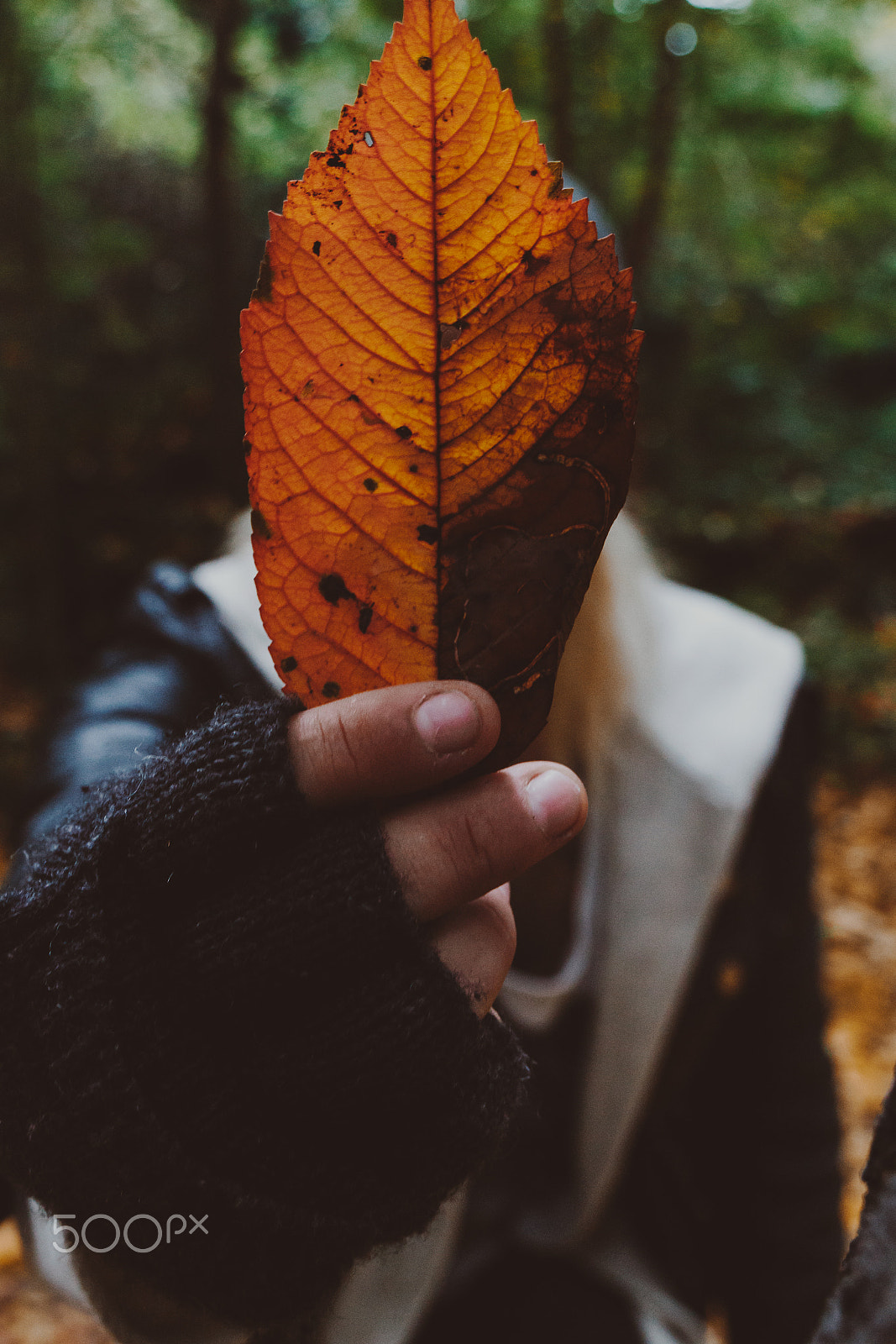 Canon EF 24-105mm F3.5-5.6 IS STM sample photo. Autumn ashes. photography