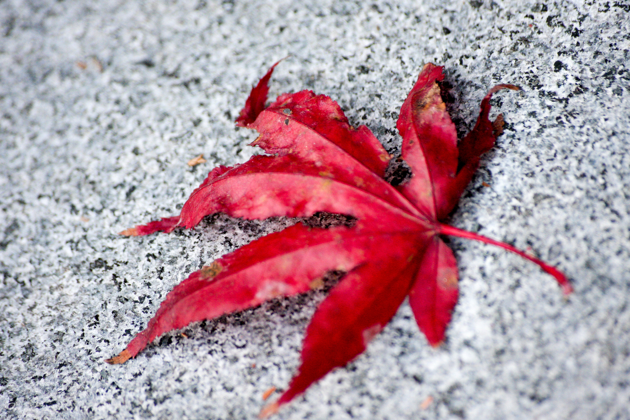 Canon EOS 40D sample photo