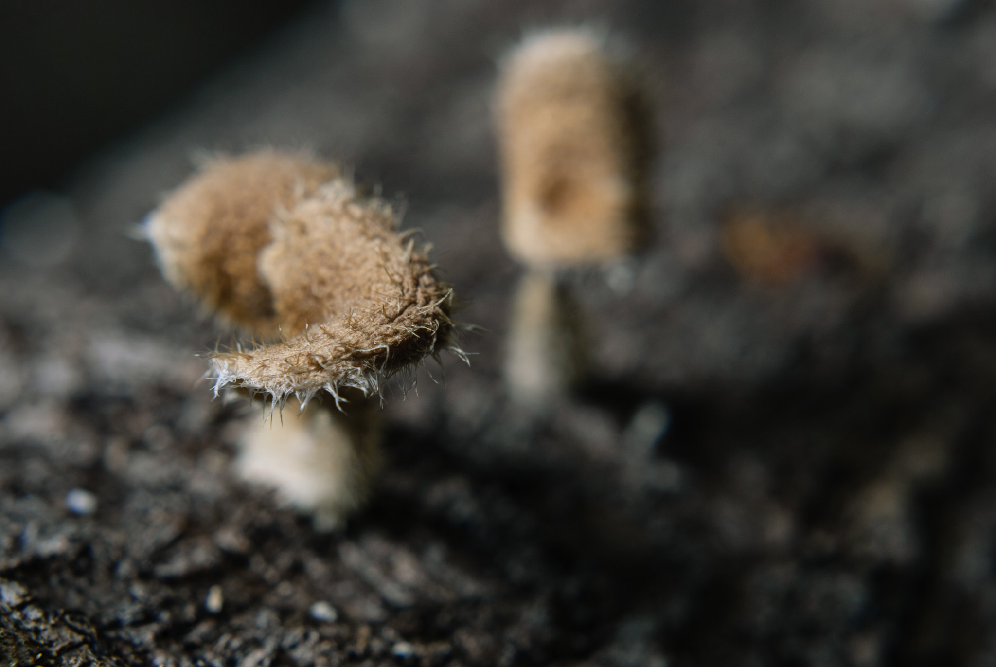 Nikon D60 sample photo. Fungi photography