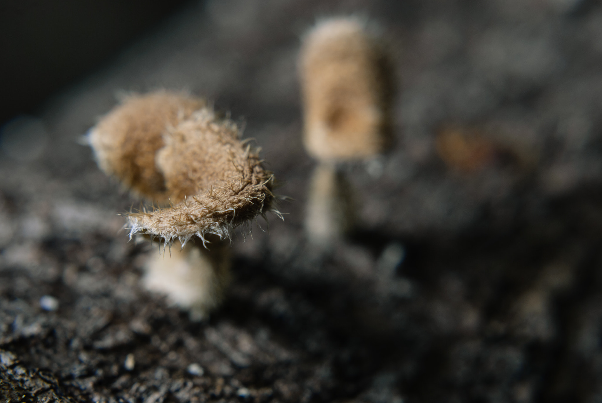 Nikon D60 + Nikon AF-S Nikkor 50mm F1.8G sample photo. Fungi photography