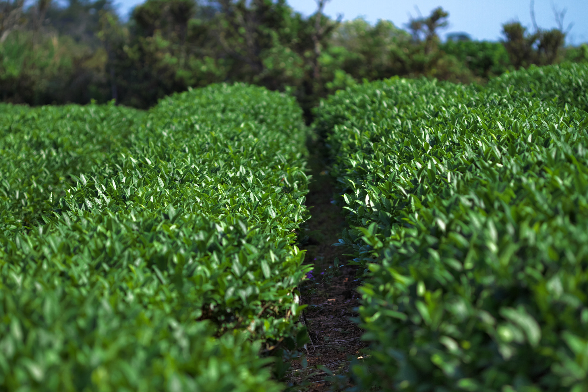 Canon EOS 7D + Canon EF 100mm F2.8 Macro USM sample photo. Tea field in okinawa photography