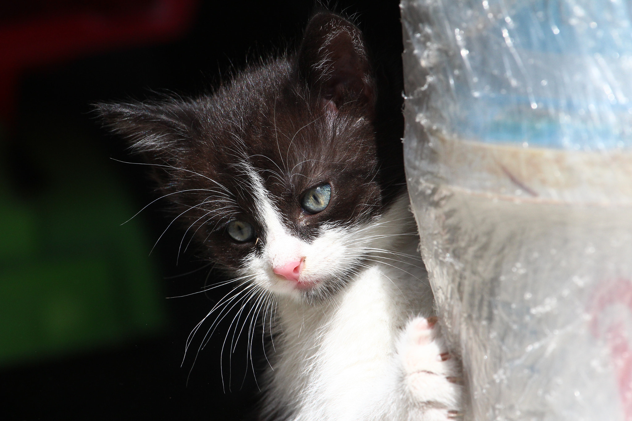 Canon EF 100-400mm F4.5-5.6L IS USM sample photo. Young cat photography