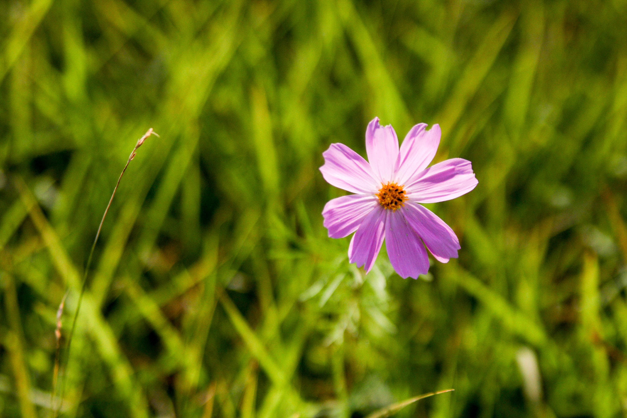 Canon EOS 40D sample photo