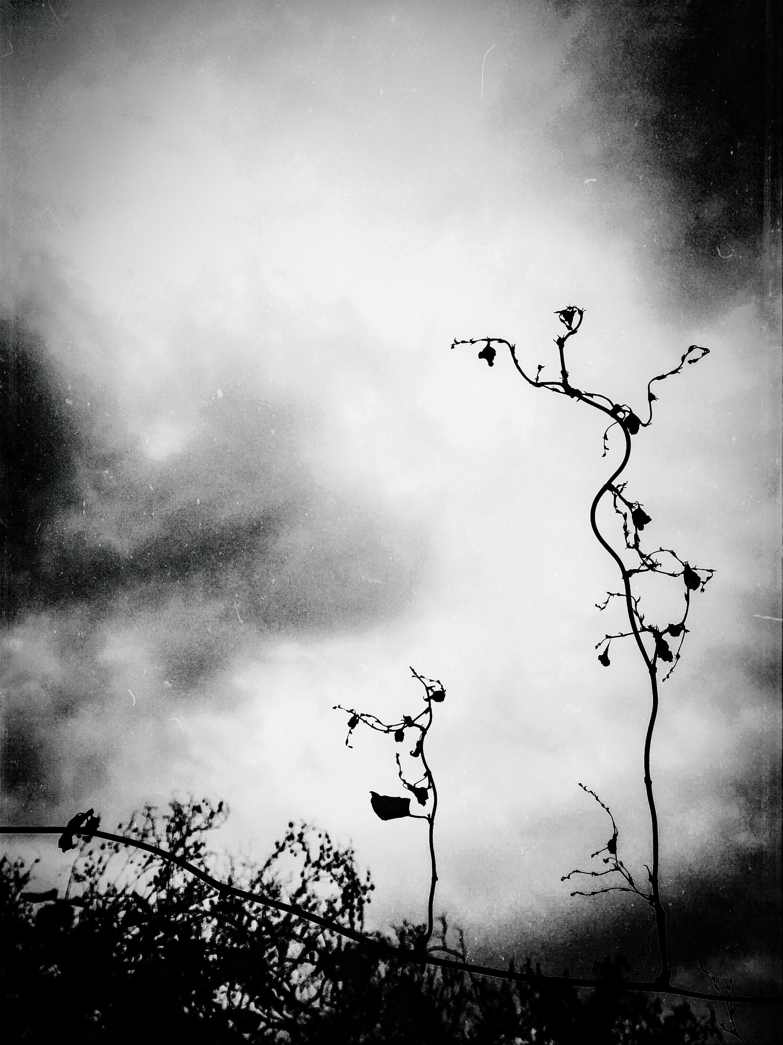 Hipstamatic 322 sample photo. Black opium photography