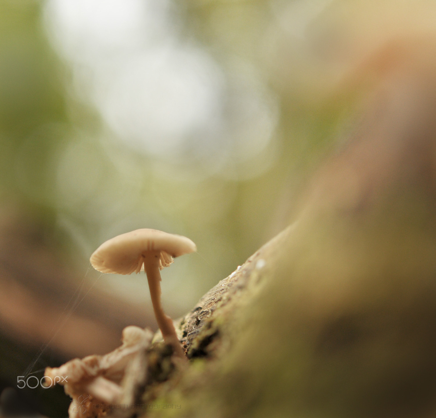 Nikon AF-S Micro-Nikkor 60mm F2.8G ED sample photo. The only way to have a friend is to be one. (emerson) photography