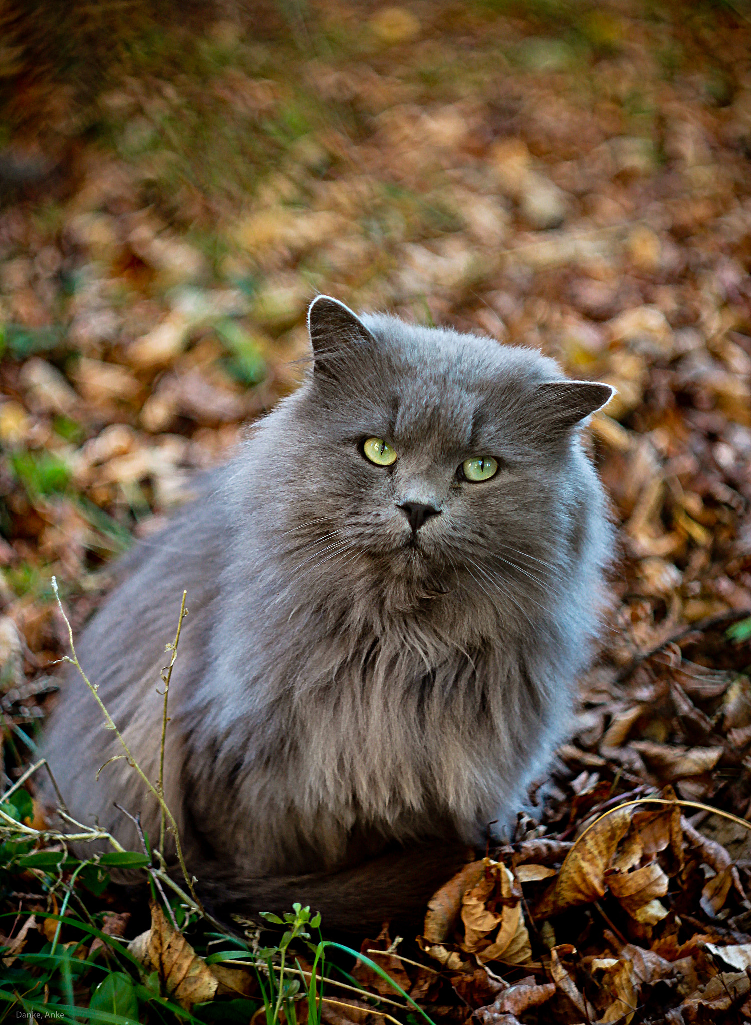 Canon EF 35-80mm f/4-5.6 sample photo. Autumn cat photography