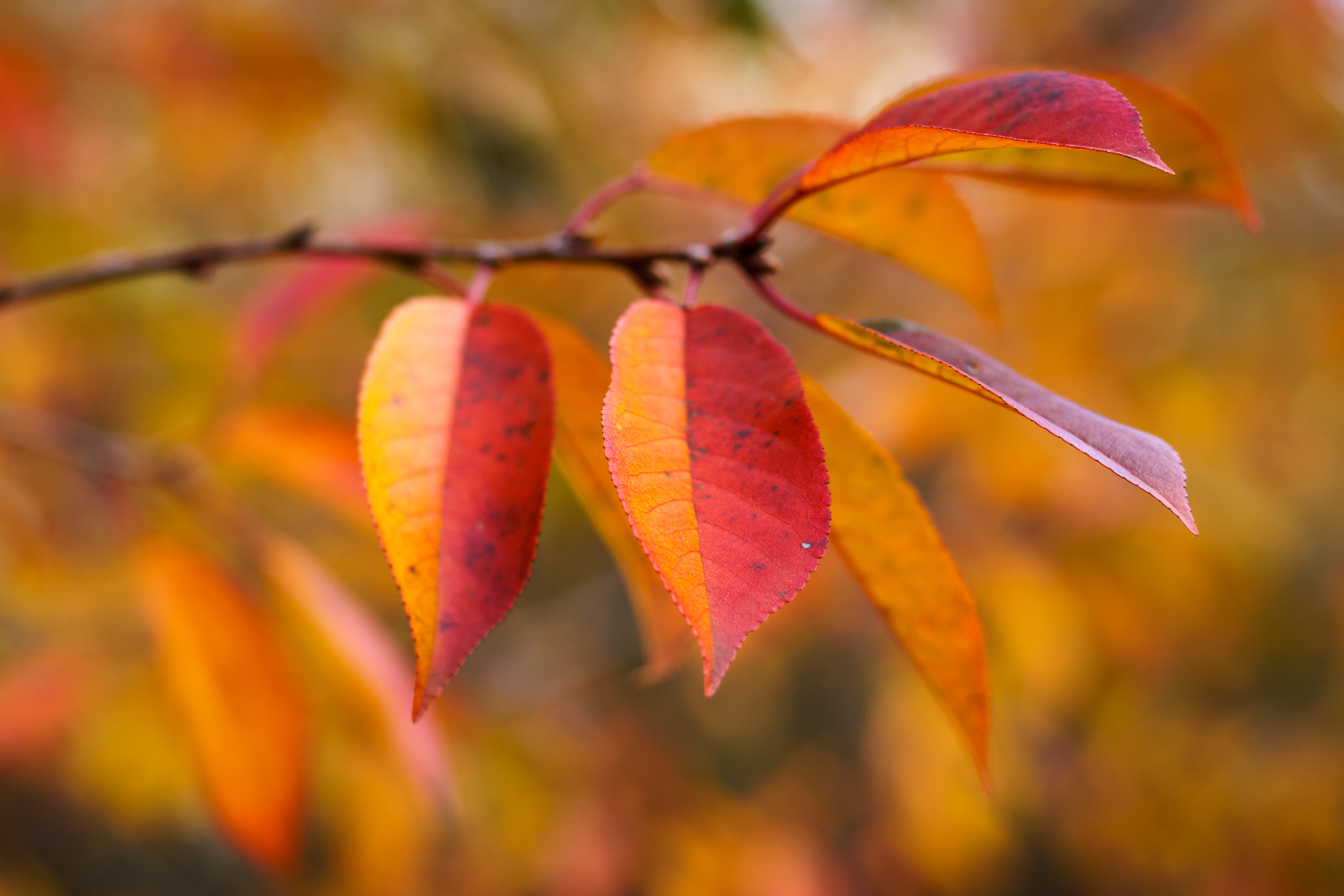 Sony ILCA-77M2 sample photo. Late autum leafs photography