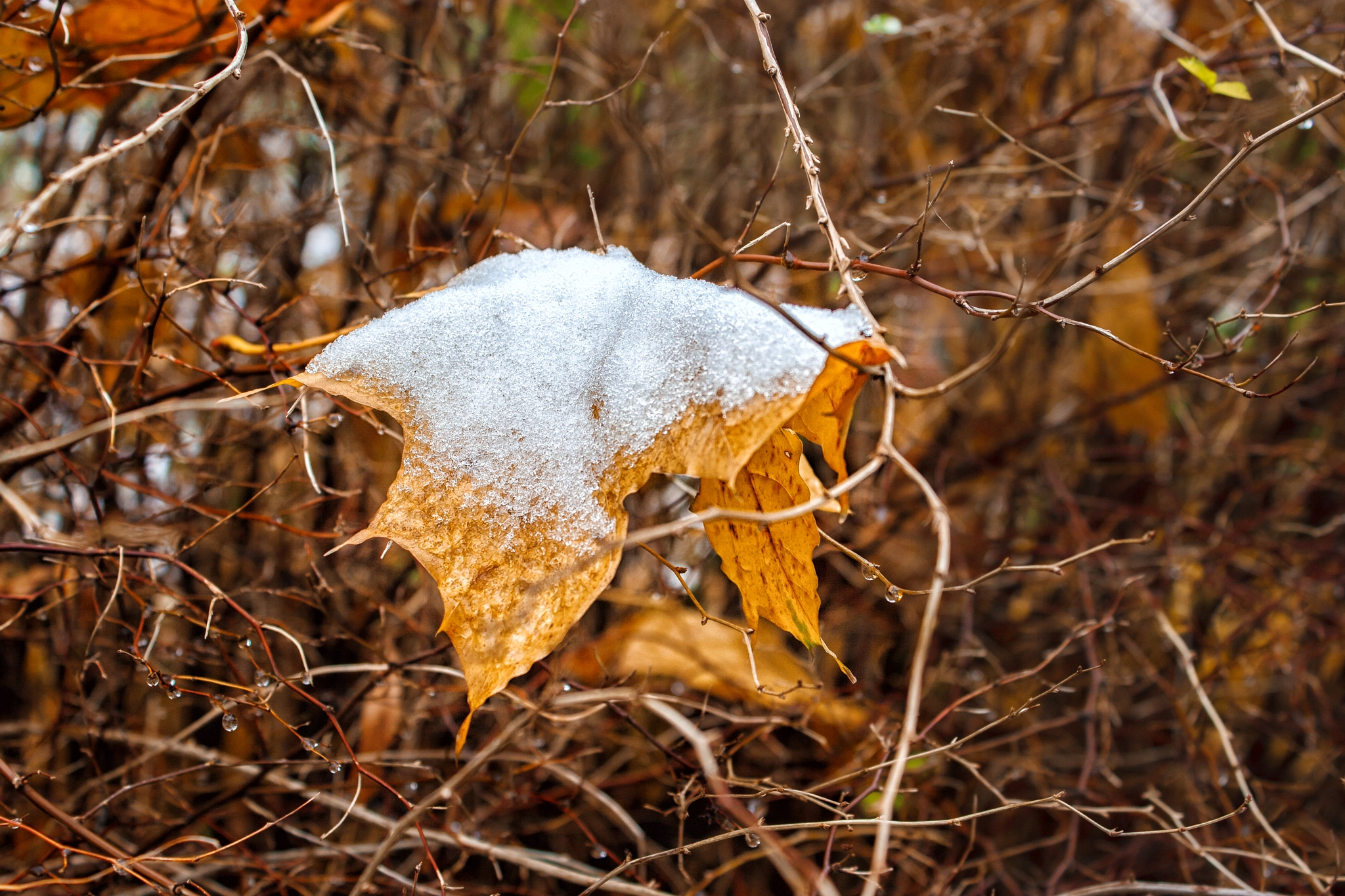 Canon EOS 400D (EOS Digital Rebel XTi / EOS Kiss Digital X) sample photo. Yellow maple leaf covered with snow photography
