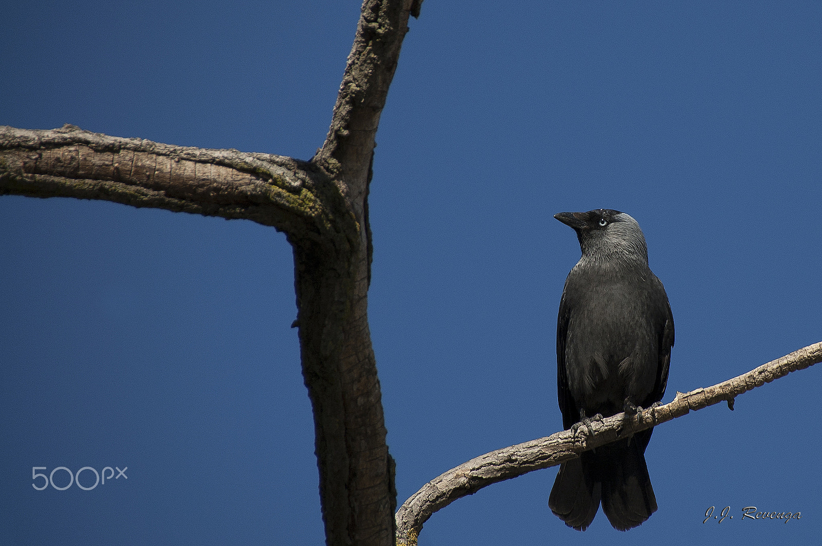 Nikon D40 sample photo. Cria cuervos... photography