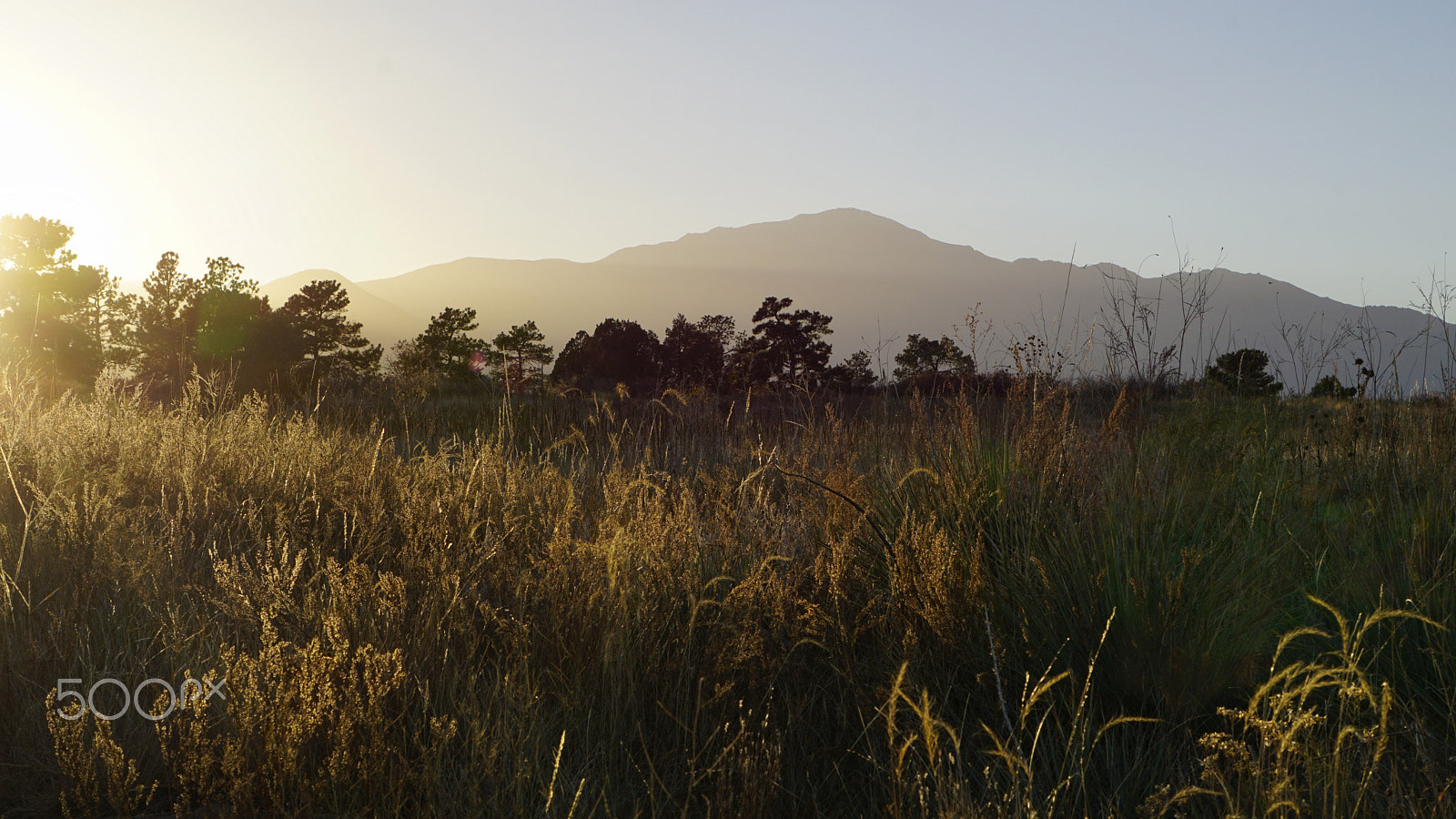 Sony a5100 sample photo. Golden field photography