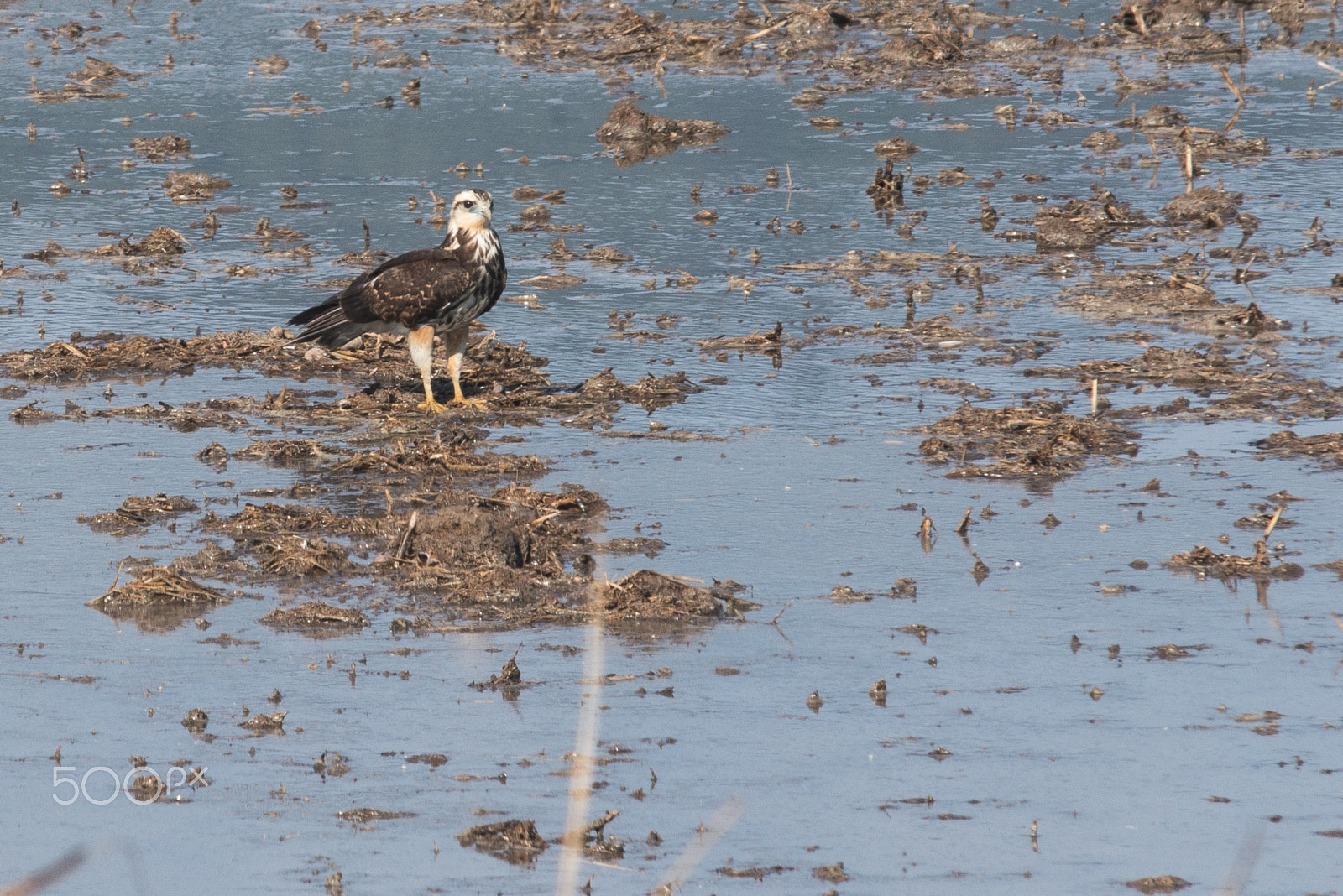 Nikon D800 sample photo. Eagle photography