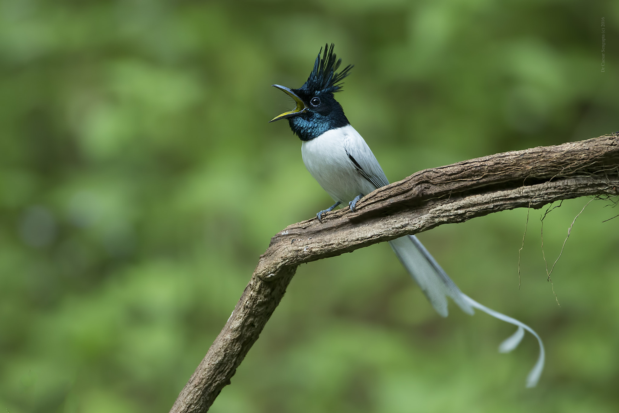 Canon EF 500mm F4L IS USM sample photo. Asian paradise flycatcher photography