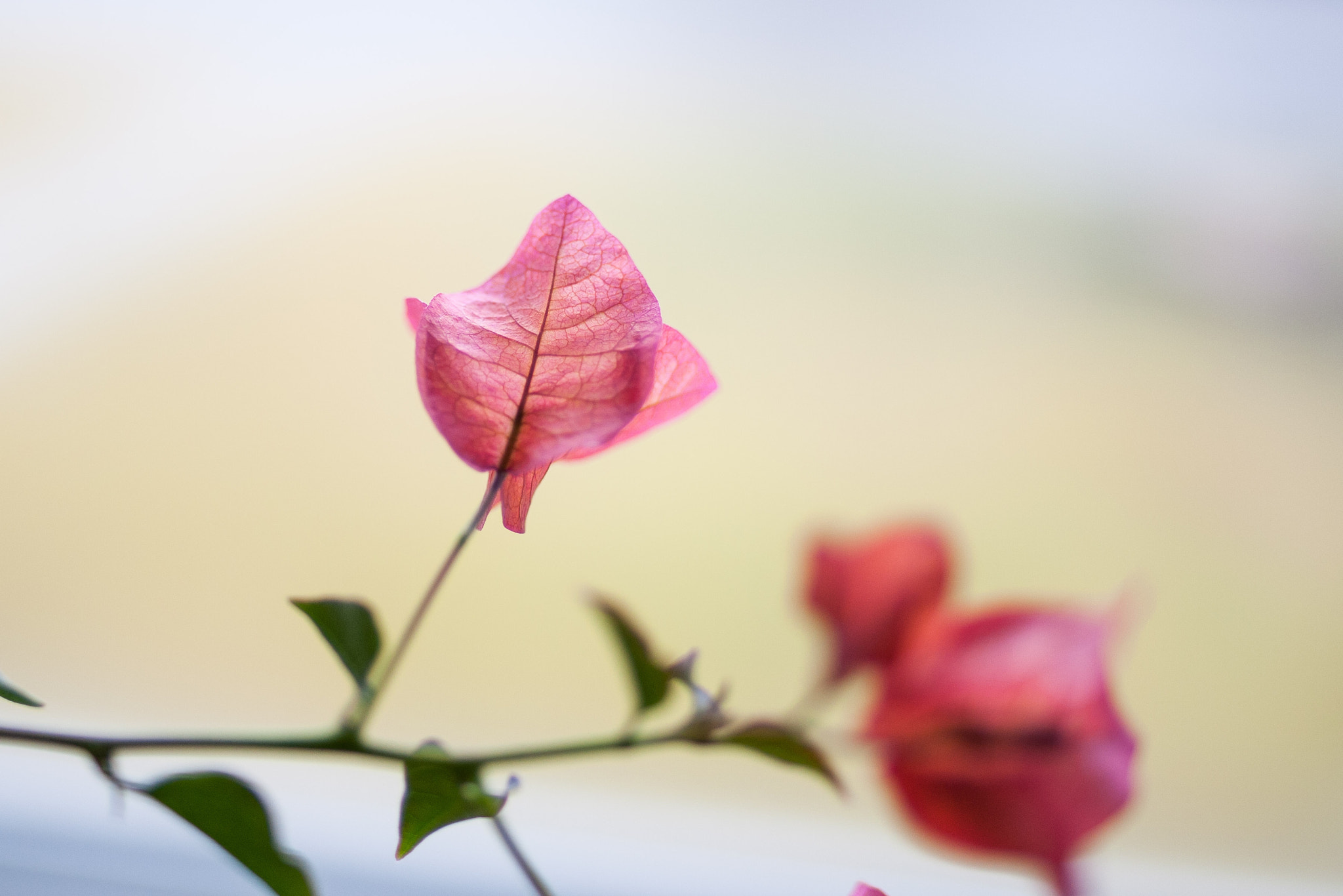 Canon EOS-1D Mark III sample photo. Bougainvillea photography