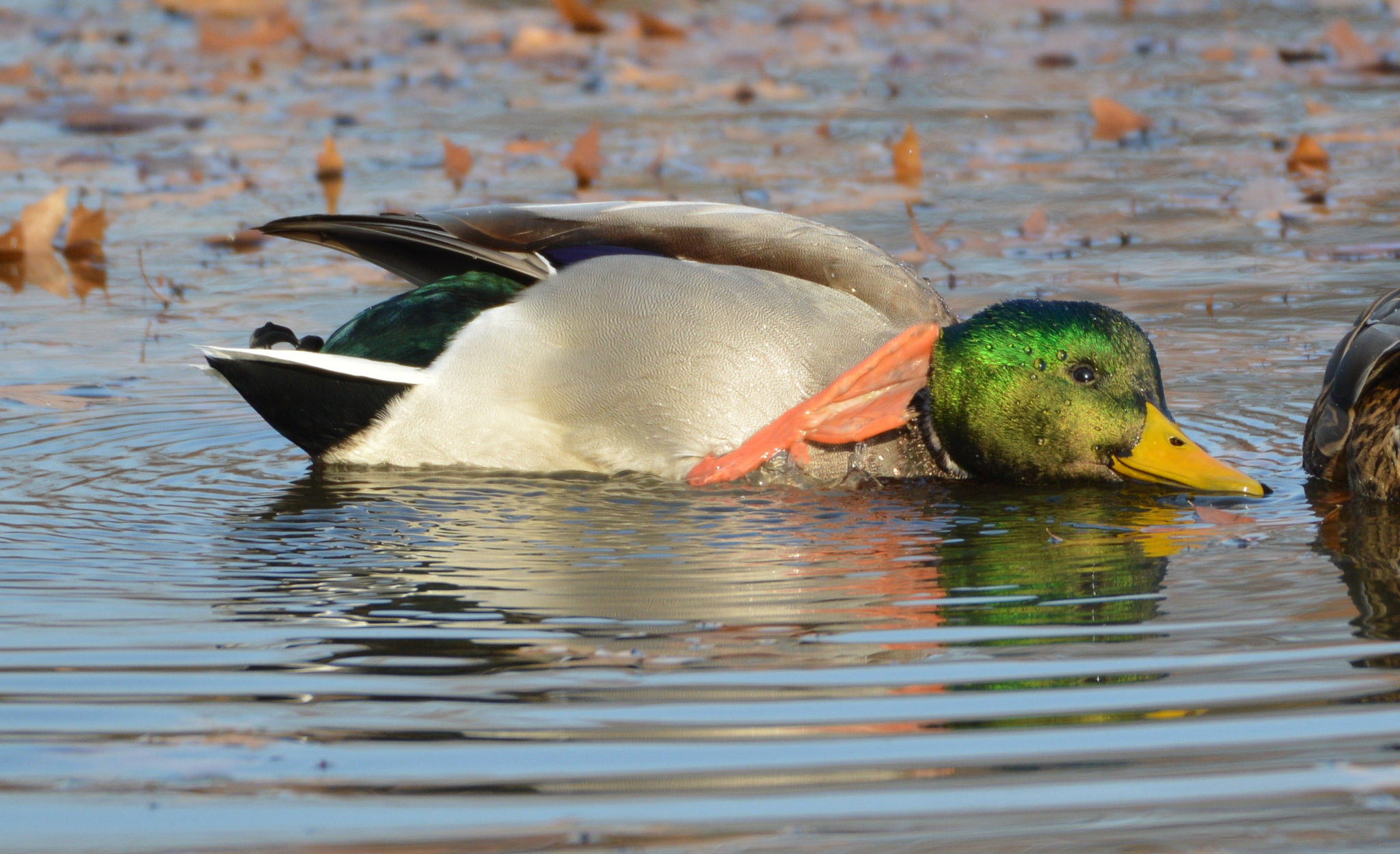Nikon AF-S Nikkor 200-500mm F5.6E ED VR sample photo. Ahhhh that's the spot photography