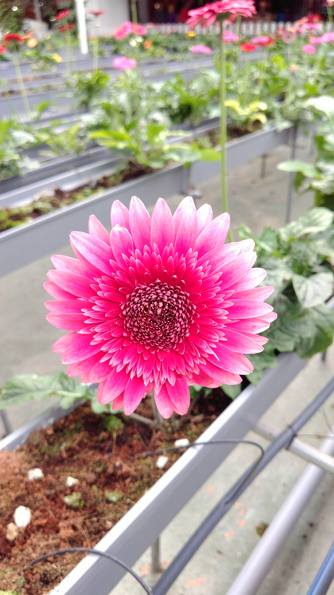ZTE A2017G sample photo
