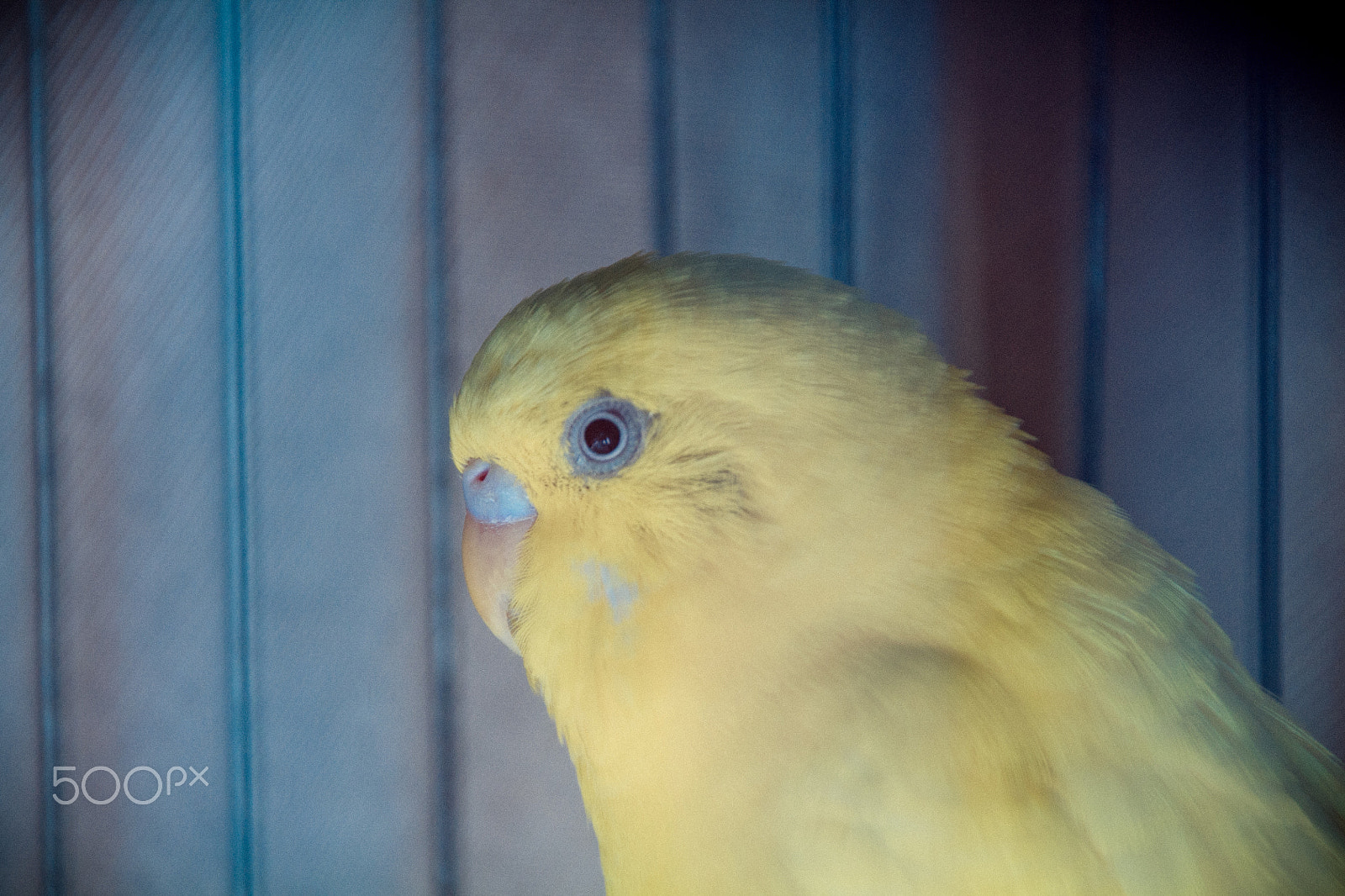 Canon EOS 1100D (EOS Rebel T3 / EOS Kiss X50) sample photo. Bird and his eye. photography
