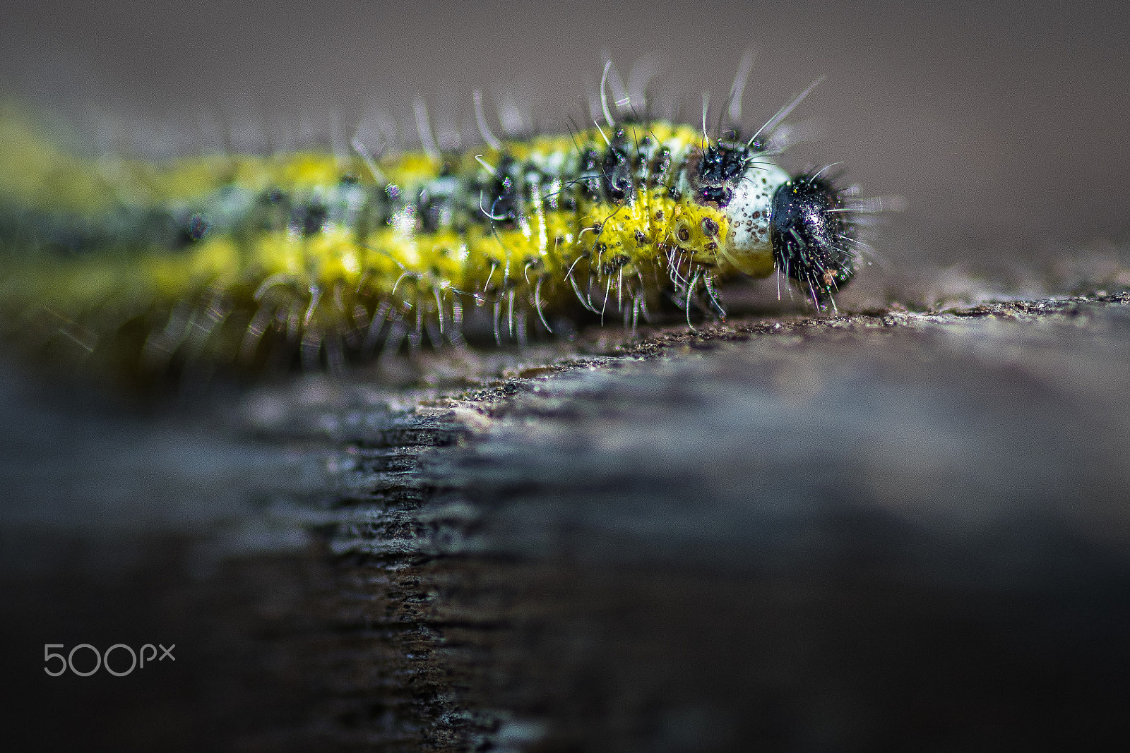 Nikon D500 sample photo. Chenille en balade photography