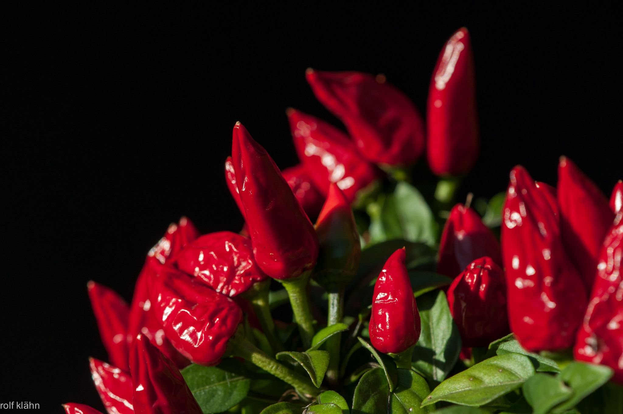 Nikon AF-S DX Micro-Nikkor 85mm F3.5G ED VR sample photo. Chili photography