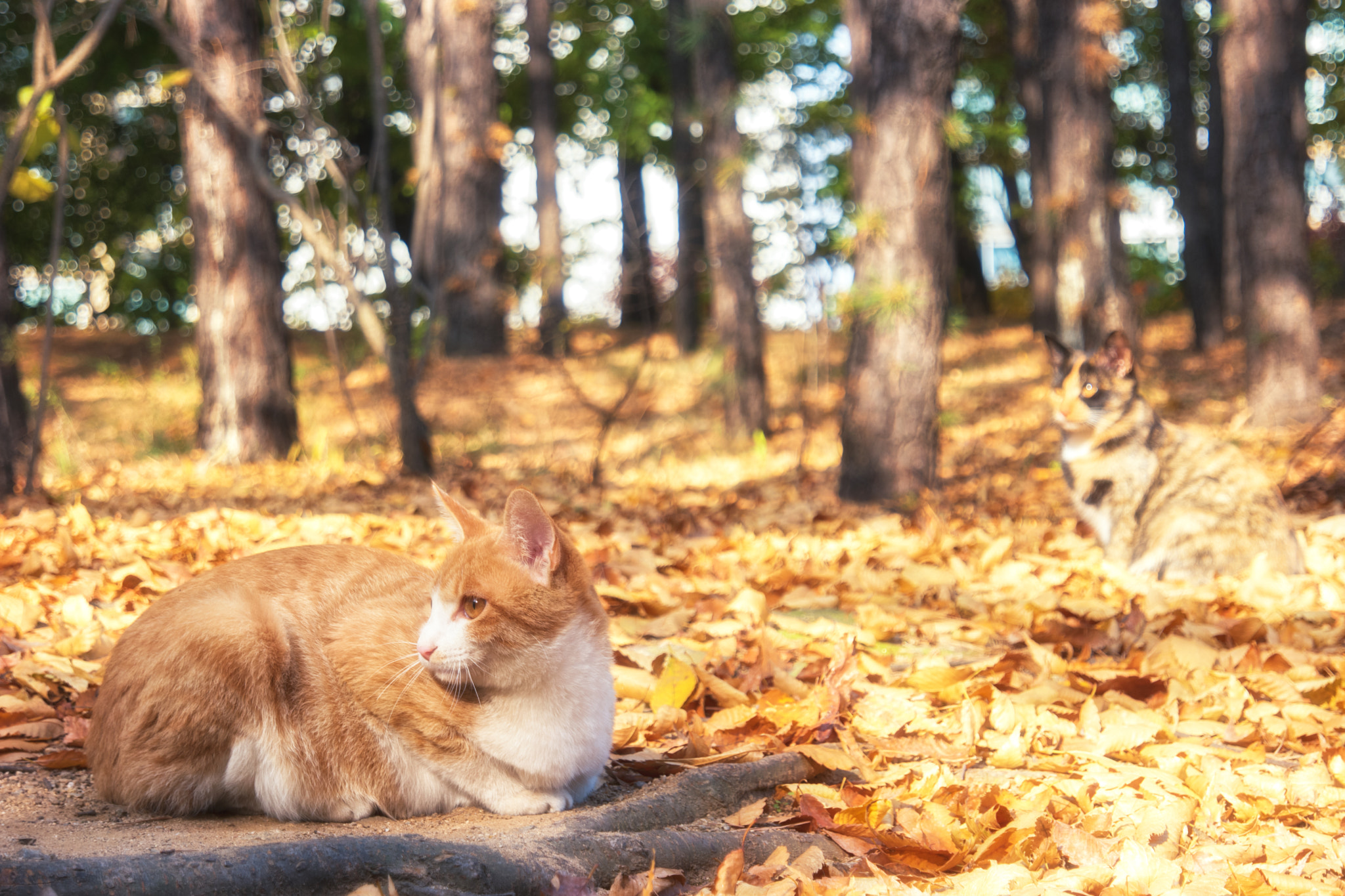Samsung NX500 sample photo. Cats in automn photography