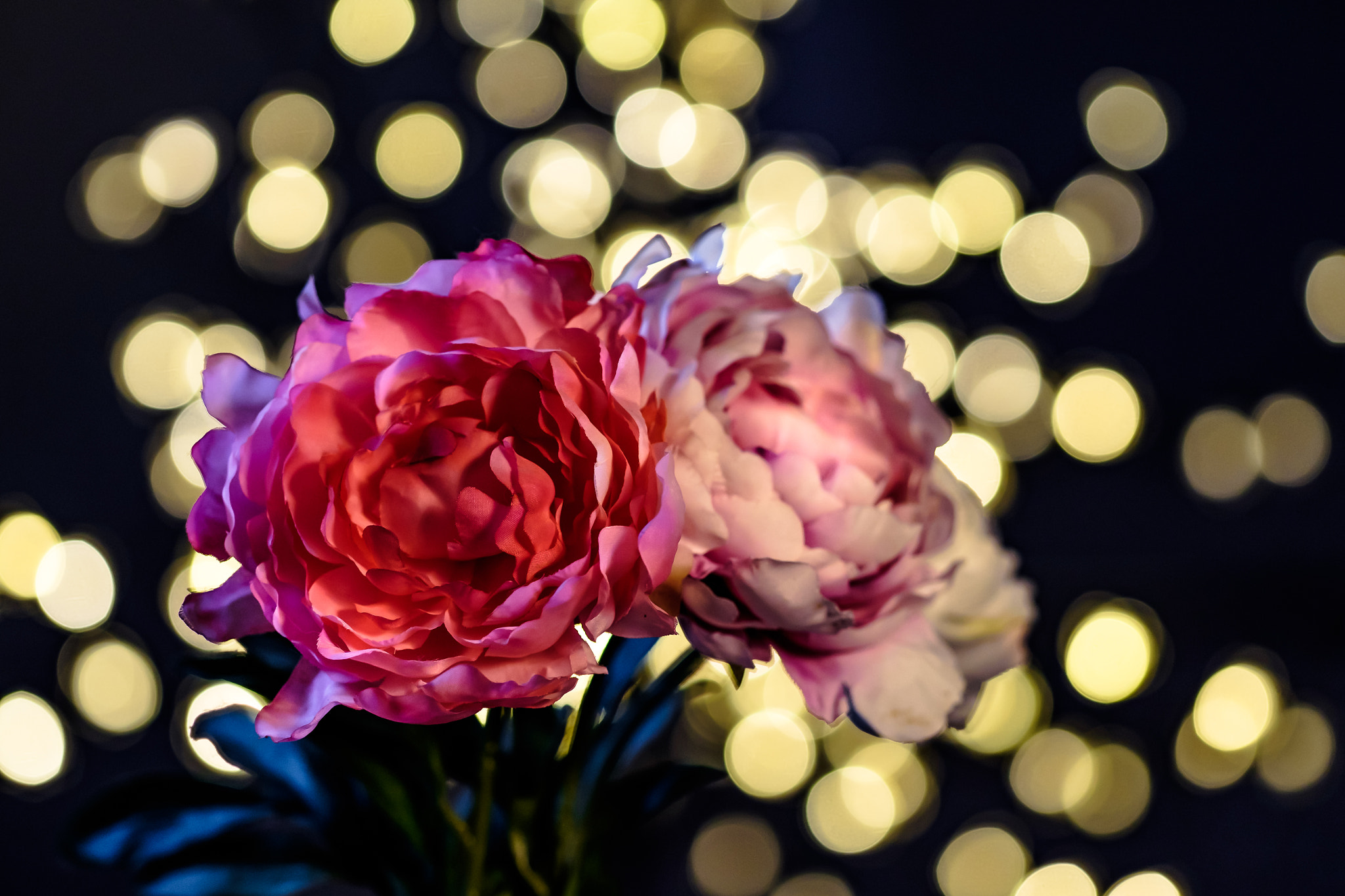 Fujifilm X-T1 + Fujifilm XF 90mm F2 R LM WR sample photo. Rosen photography